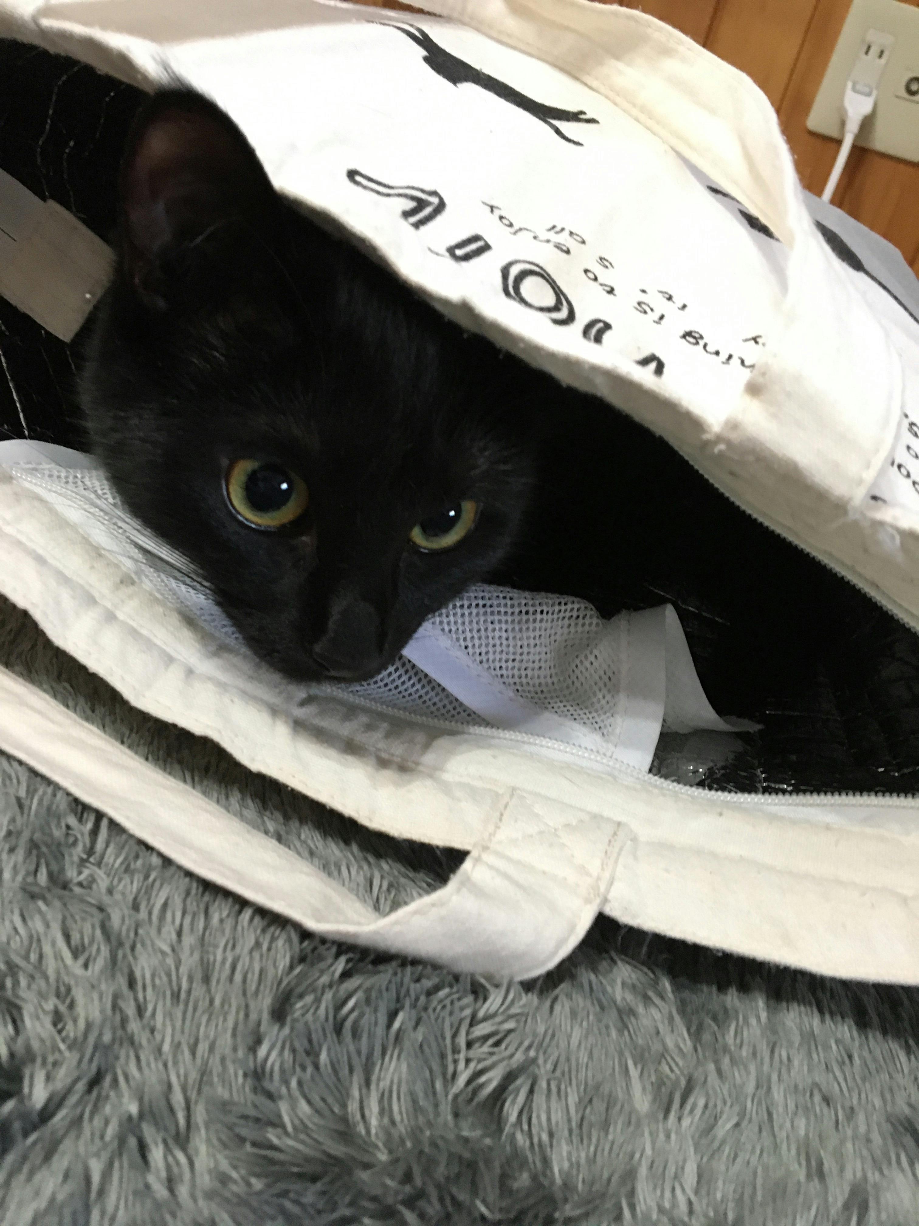 ５月１９日 火 大和の経過報告 Campfire キャンプファイヤー