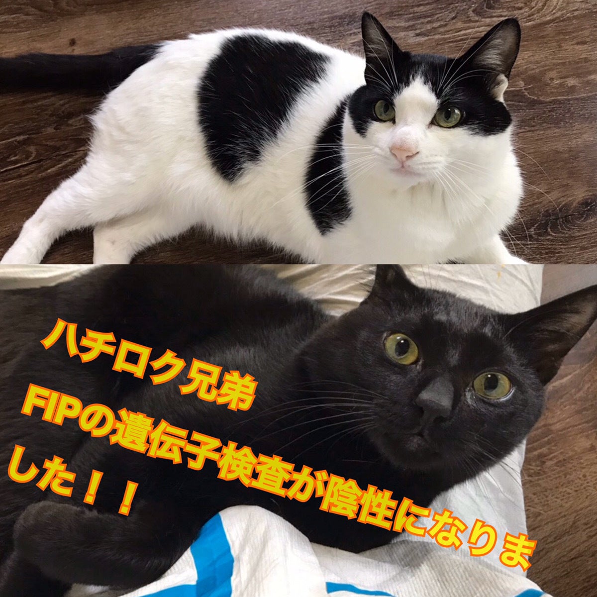 ハチロク兄弟FIPの遺伝子検査が陰性になりました！ - CAMPFIRE 
