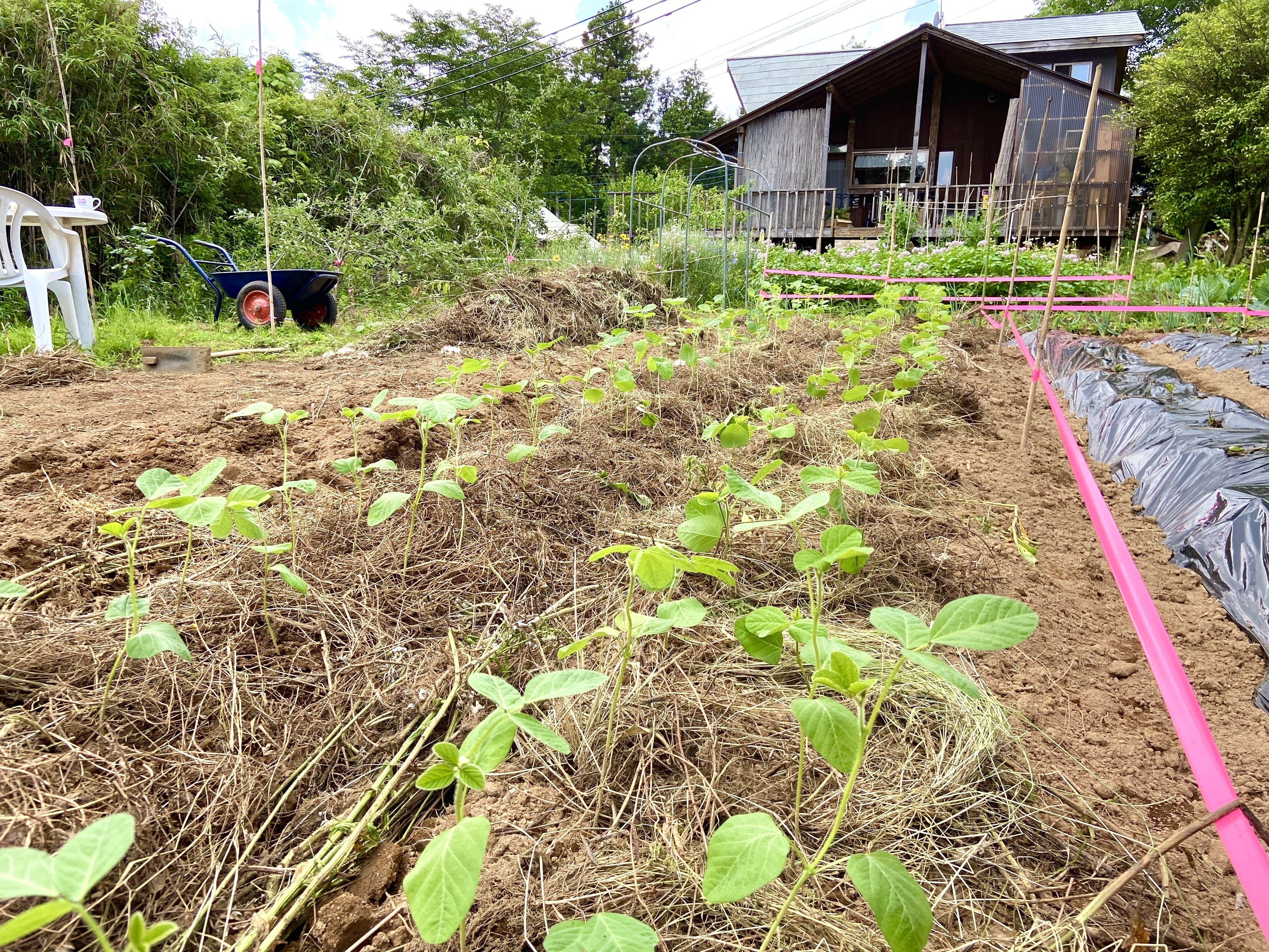 枝豆の苗を50本植えました 宿泊者のみなさんに出せるように元気に育ってほしいです Campfire キャンプファイヤー