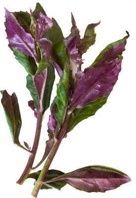 残り15日 ハンダマって何 Campfire キャンプファイヤー