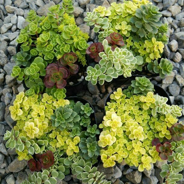 宇宙の木 Campfire キャンプファイヤー