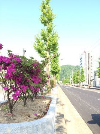 行政と市民の協働事業 つつじマラソンのコースにツツジの花を咲かせよう アクティビティ Campfire キャンプファイヤー 行政と市民の協働事業 つつじマラソンのコースにツツジの花を咲かせよう アクティビティ Campfire キャンプファイヤー