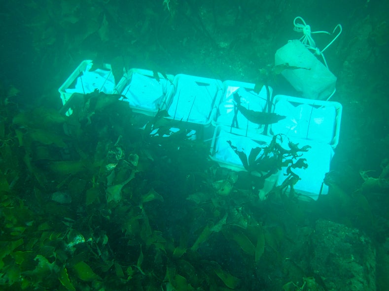 海中熟成の為の沈降後の海中の写真をご紹介！ - CAMPFIRE (キャンプ