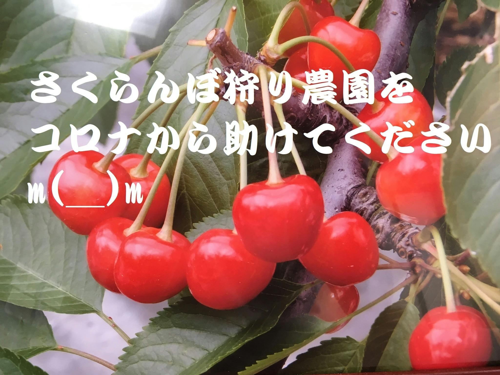 さくらんぼ狩り【土田さくらんぼ園】存続のためにご支援ください