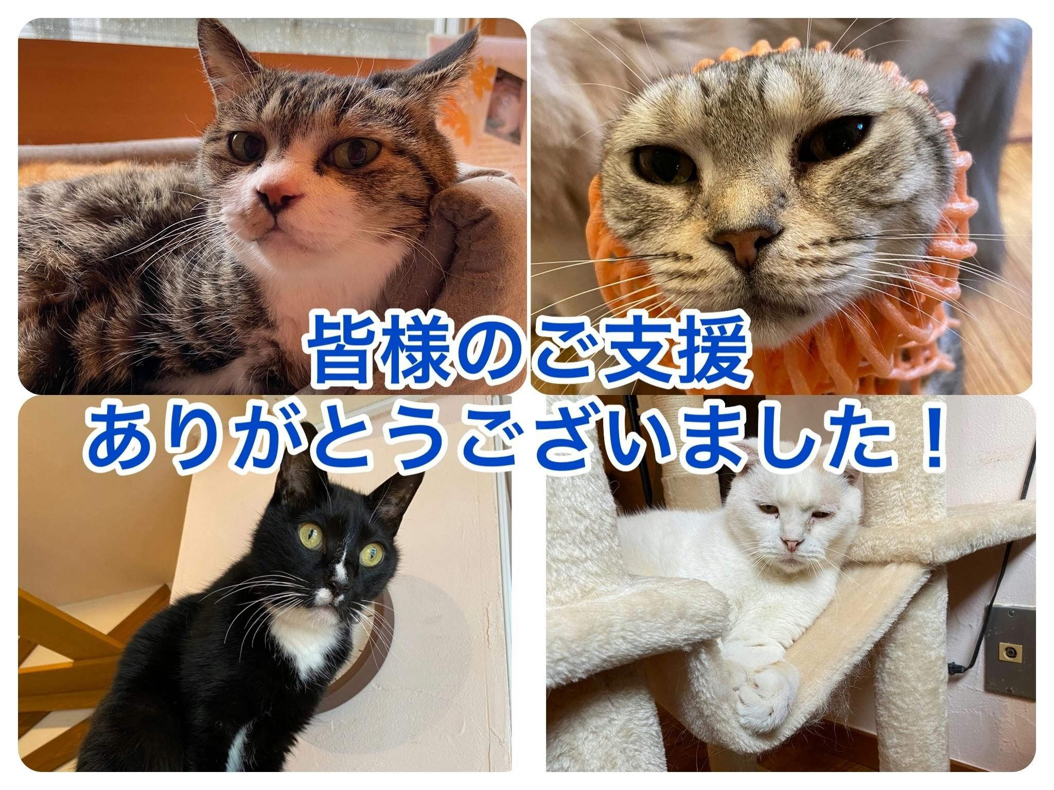 コロナウイルス被害をぶっ飛ばせ ねこたちの住み家を守りたい Campfire キャンプファイヤー コロナウイルス被害をぶっ飛ばせ ねこたちの住み家を守りたい Campfire キャンプファイヤー