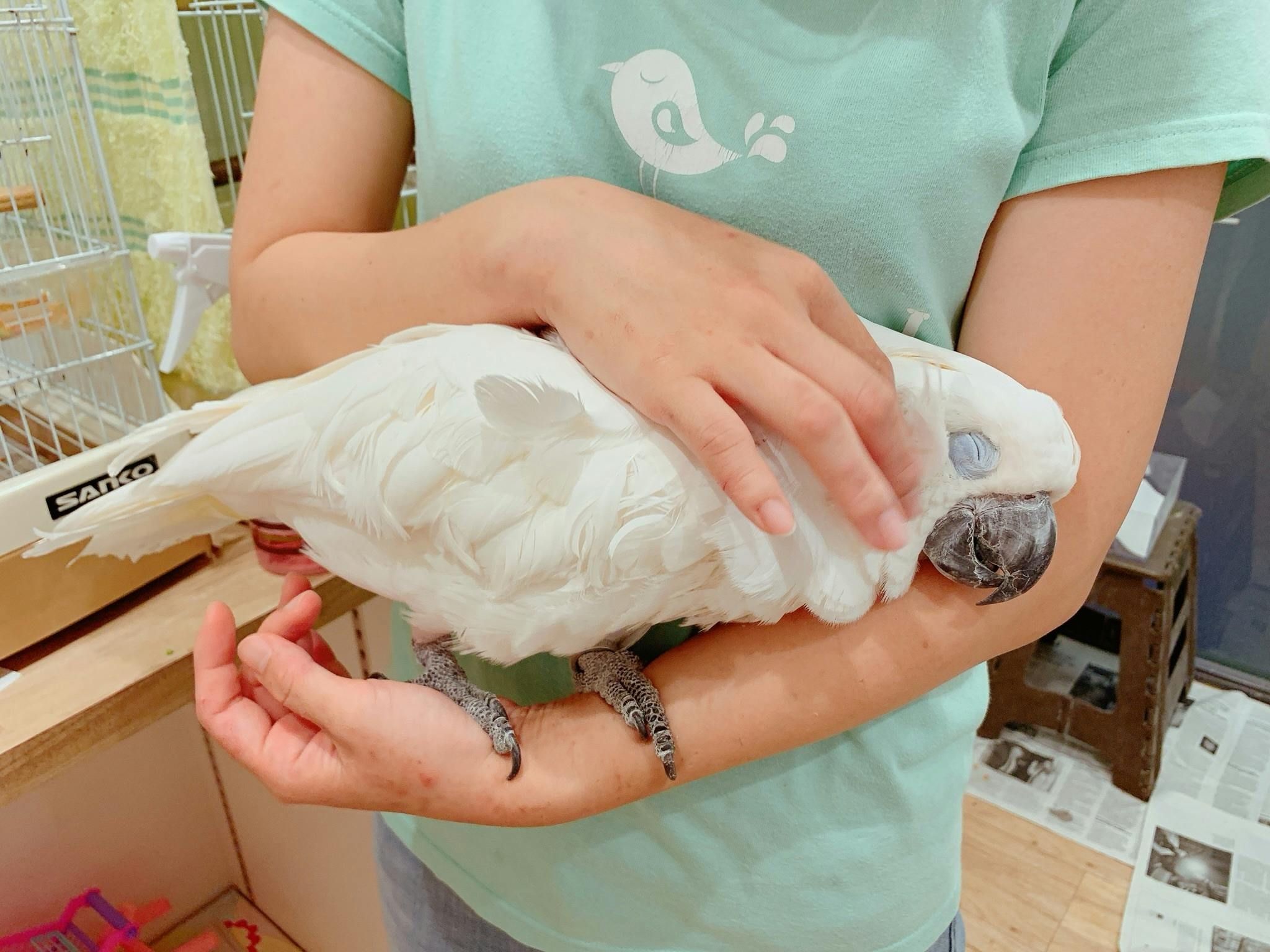 婦人モールソックス 鳥柄 文鳥＆オカメインコ 2足セット - その他