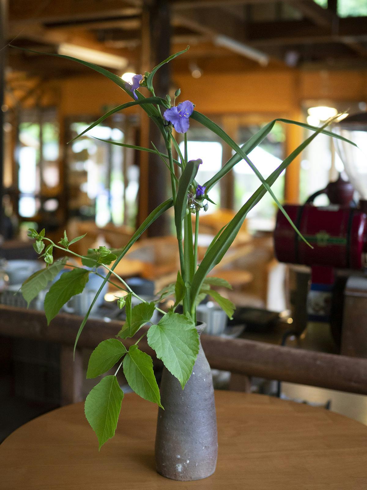 残り10日 ほうれん坊でお出迎えする花 Campfire キャンプファイヤー