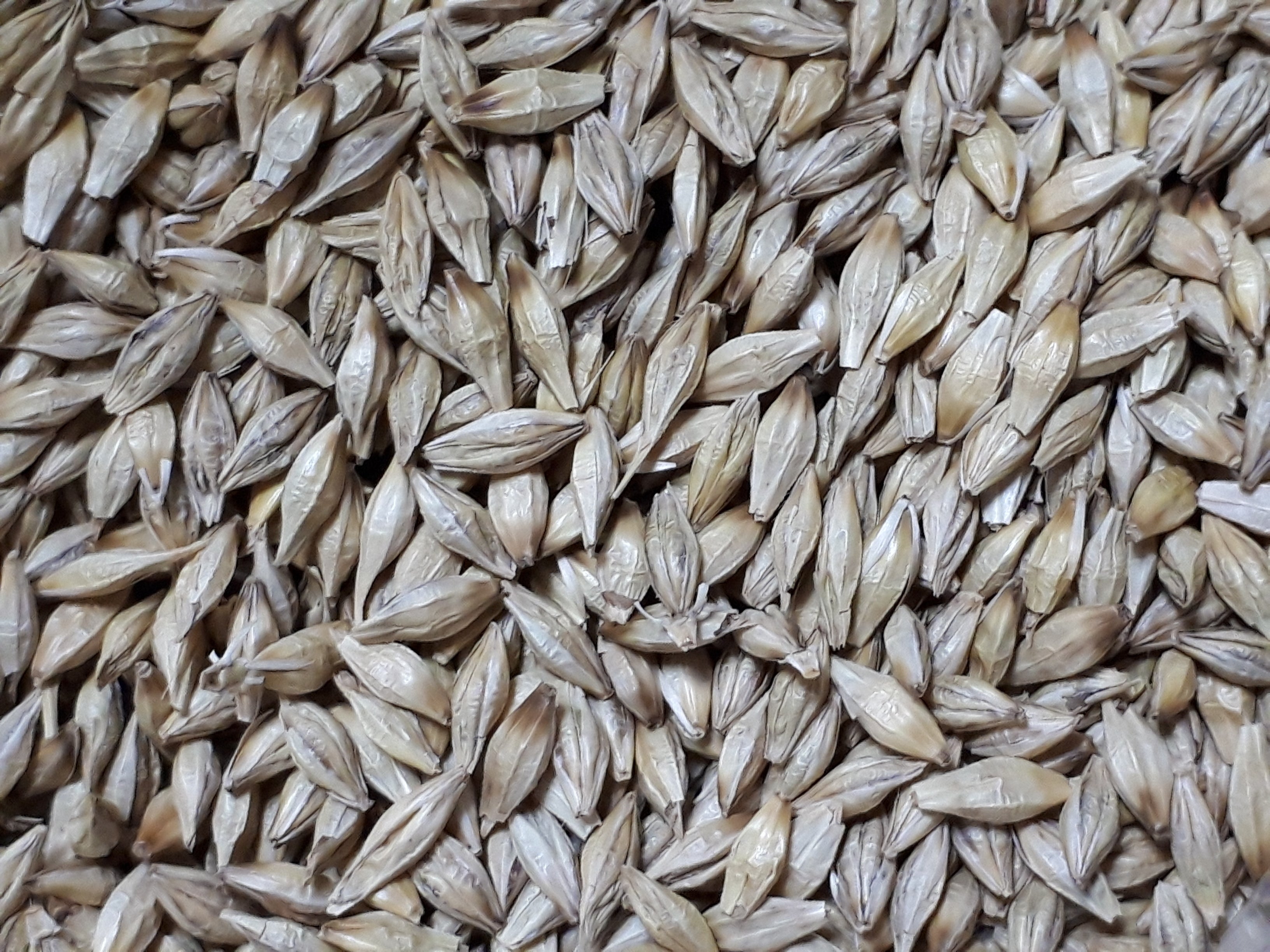 大麦の実 Campfire キャンプファイヤー