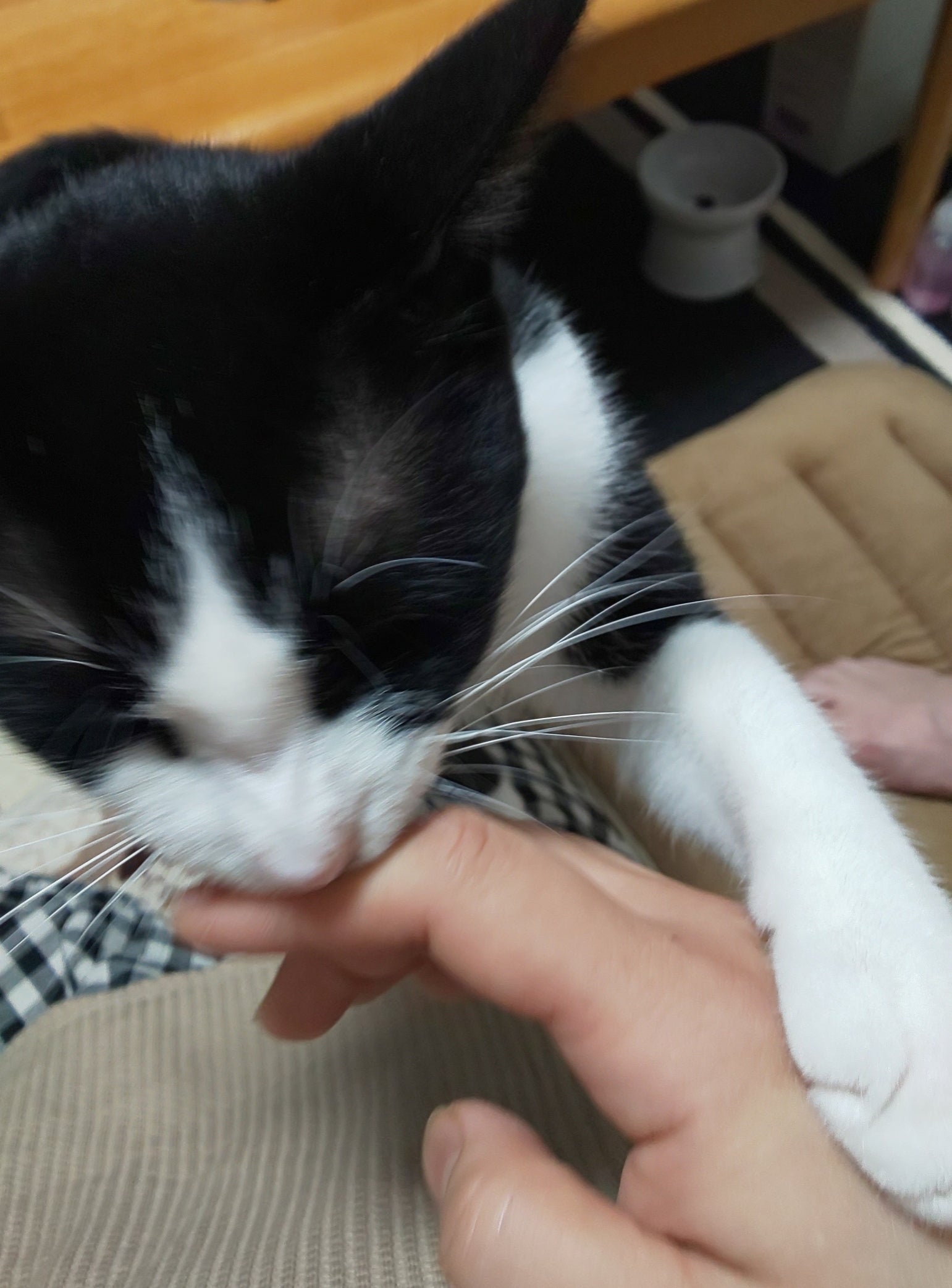 難病!猫伝染性腹膜炎(FIP)になったルイちゃんをどうかご支援下さい