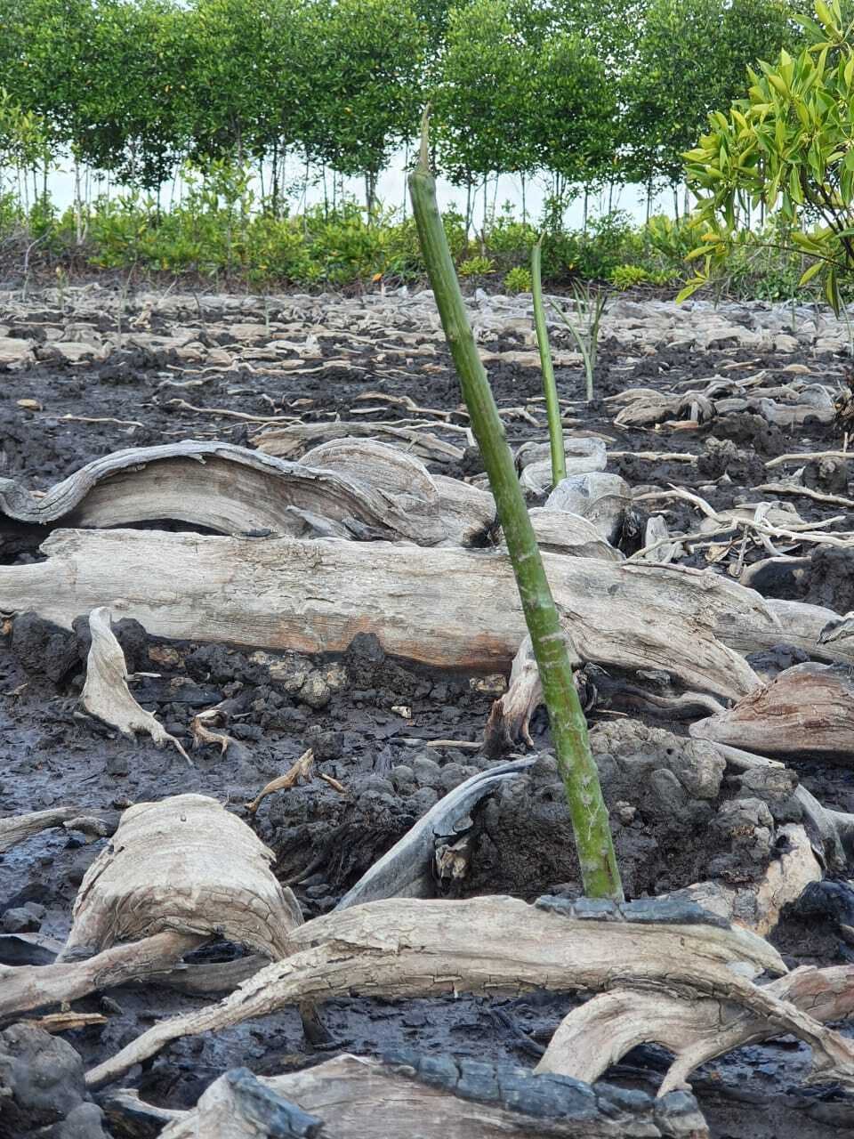 マングローブの植林時の様子をお届けします Campfire キャンプファイヤー