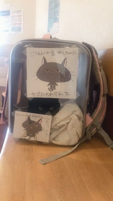 怪我をした黒猫を保護したら猫エイズキャリアで腎不全になりかかってい