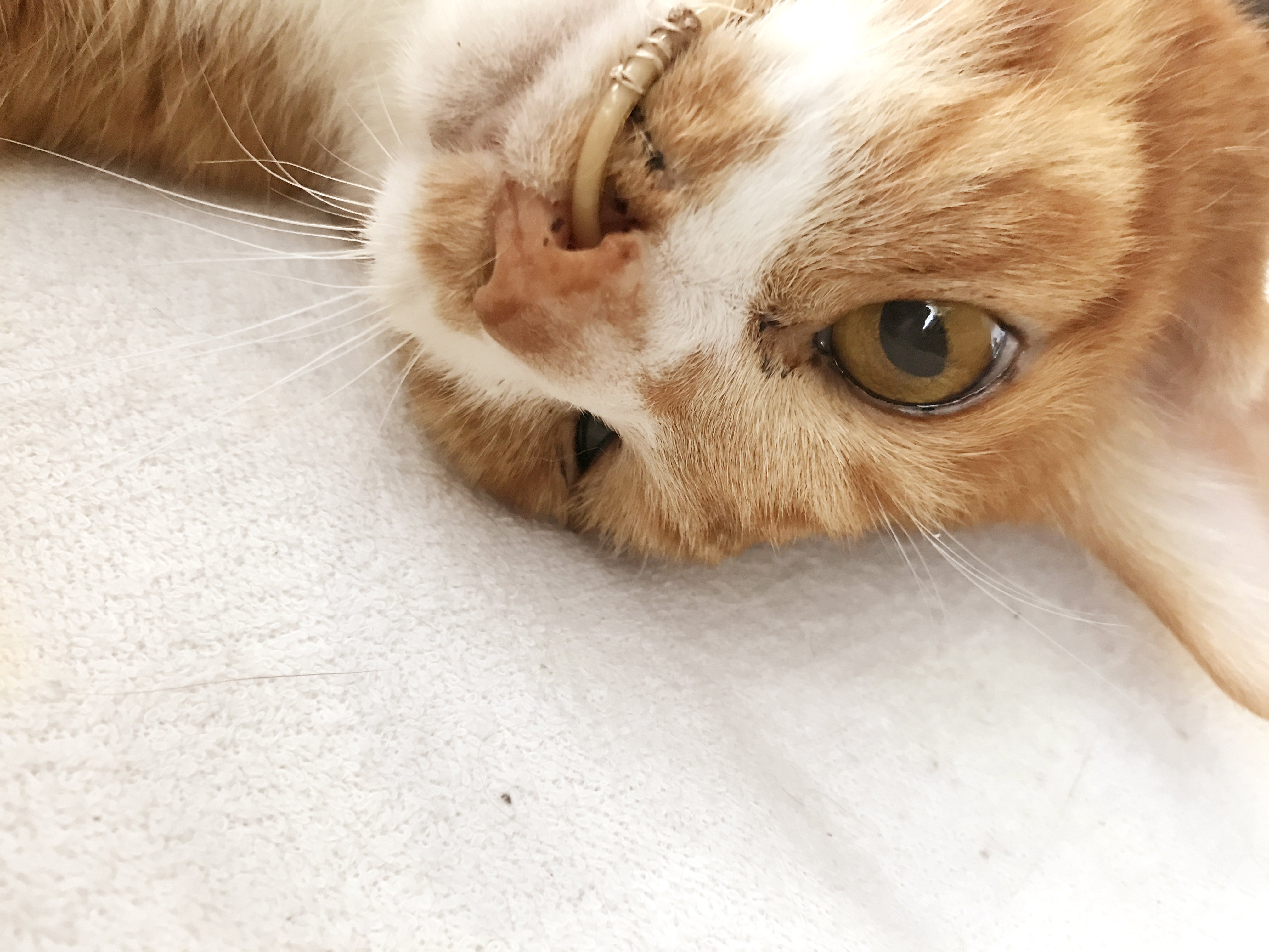 お願いします］小茶猫（こちゃねこ）を助けたいです。お力を貸して 