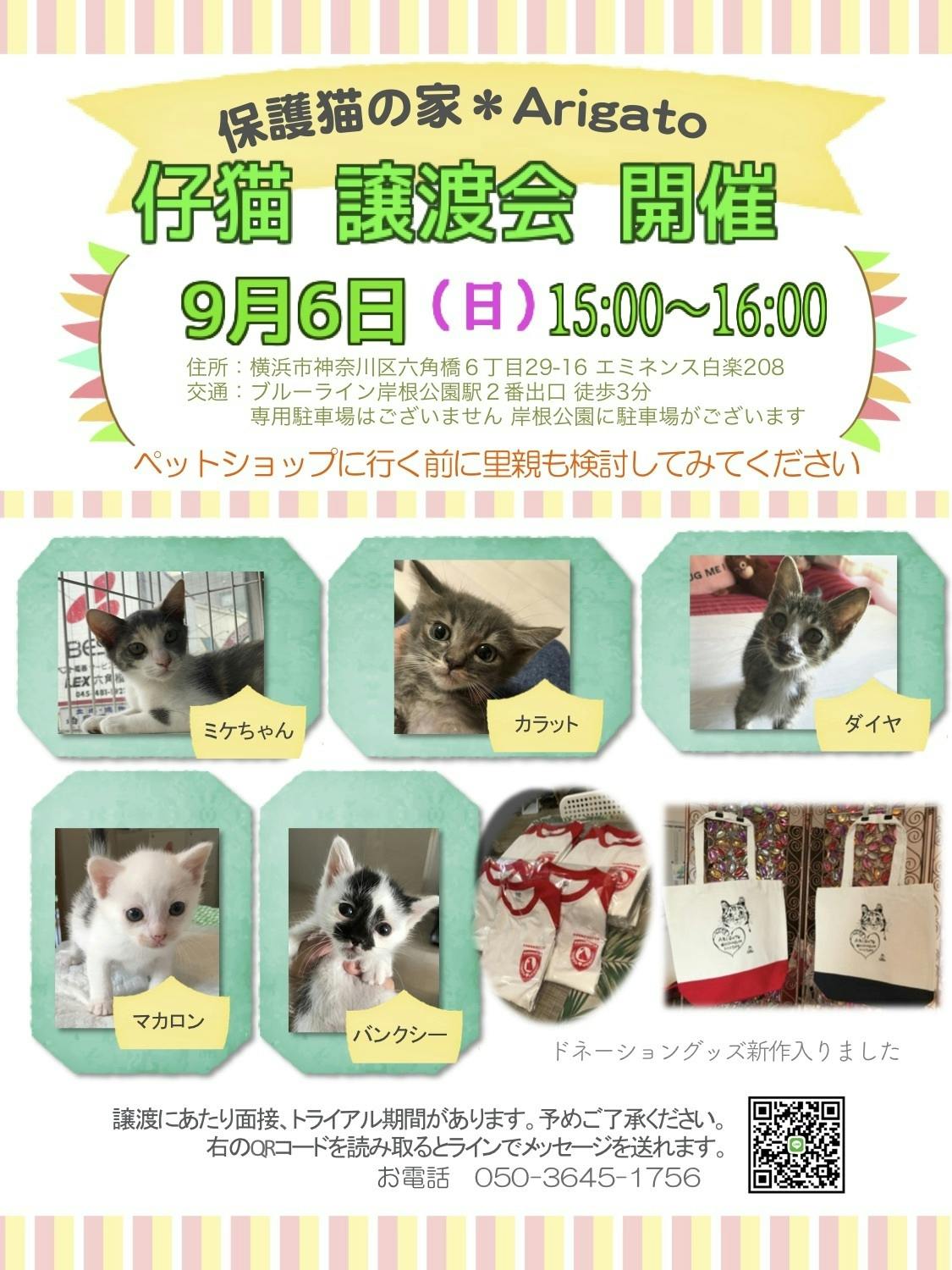 9月6日 保護猫譲渡会を開催します Campfire キャンプファイヤー