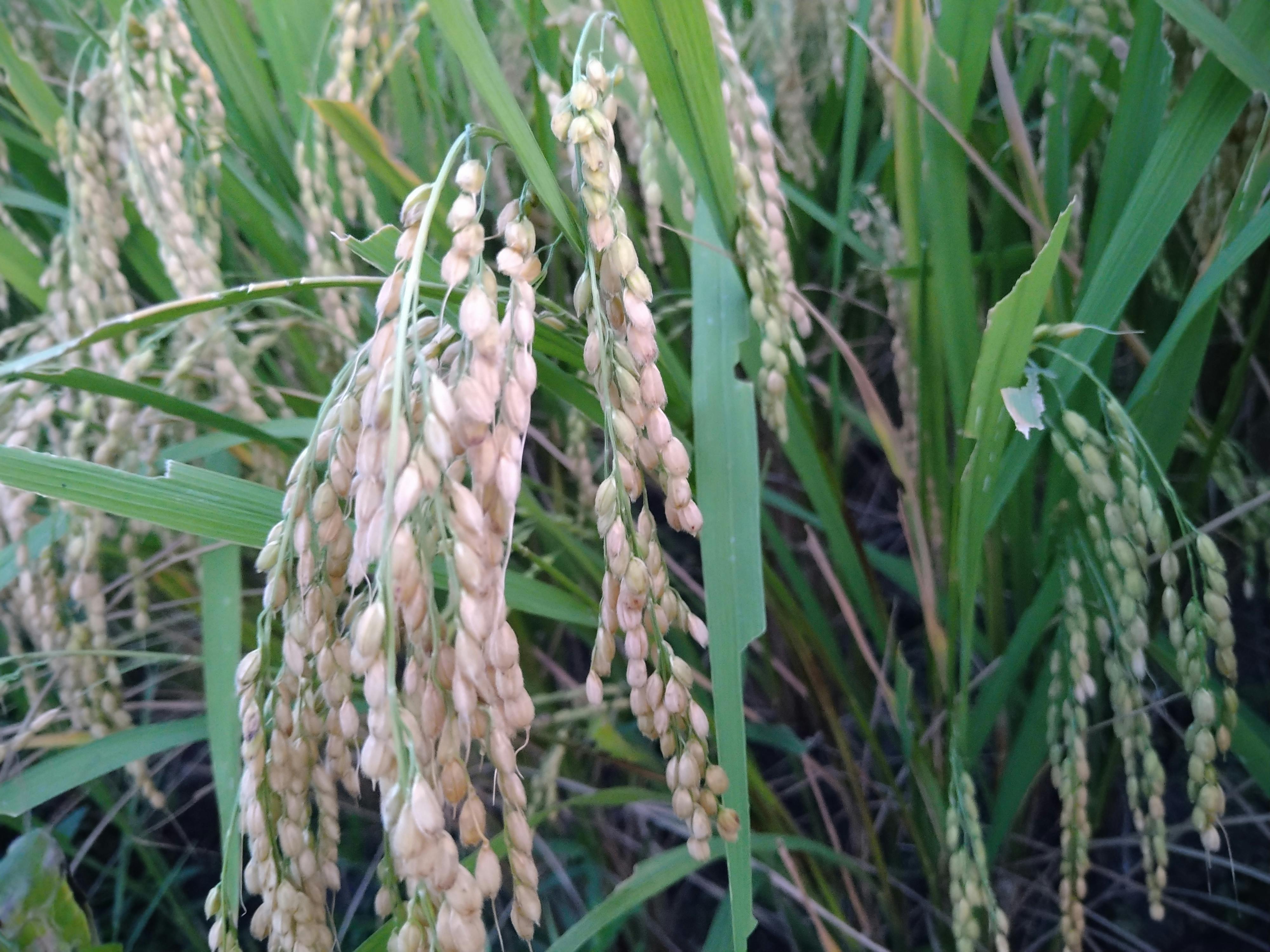 8月27日お米成長日記 新米の販売と収穫体験について Campfire キャンプファイヤー