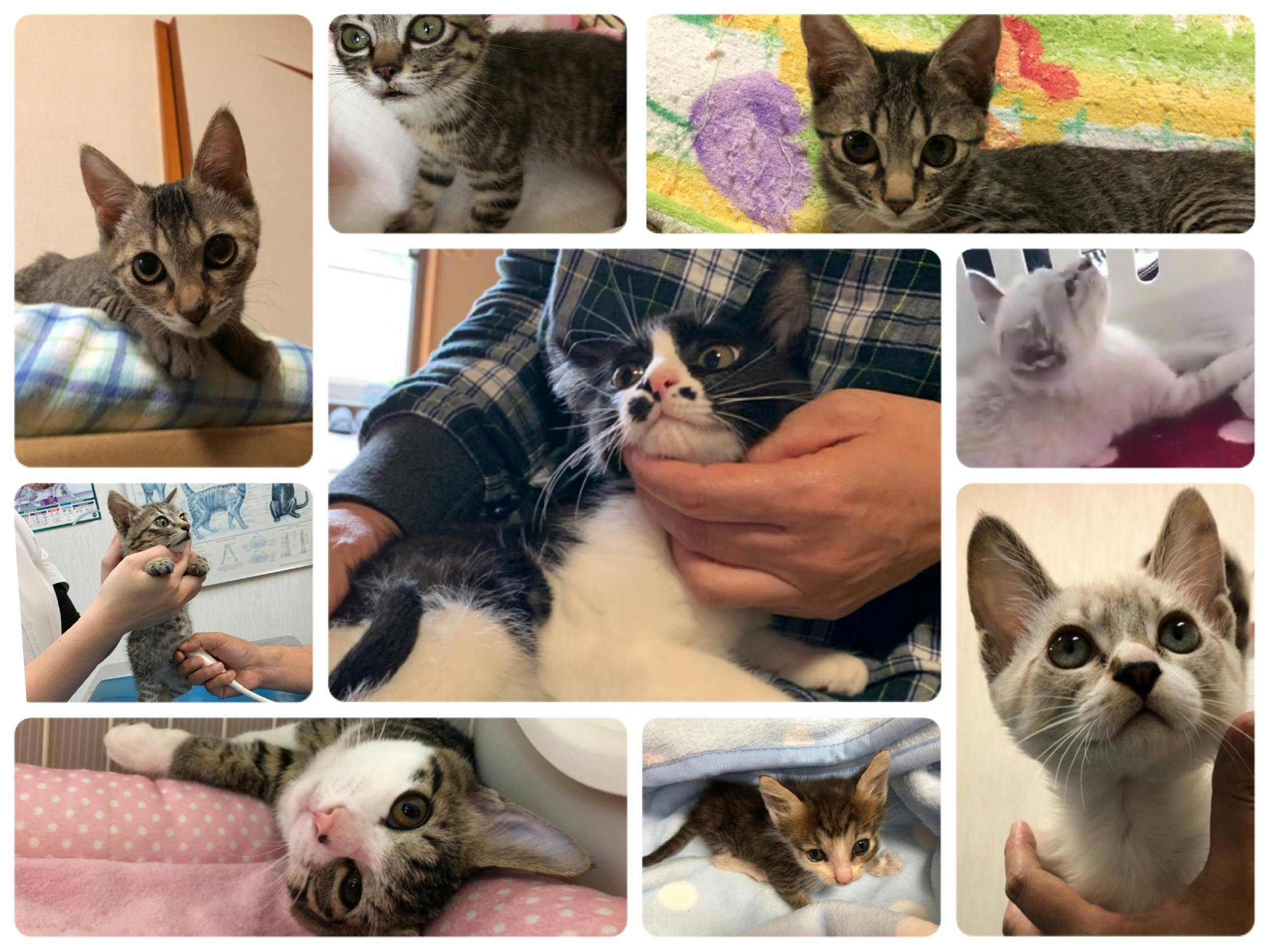 ボクたちもっと生きたいよ 病気や怪我の5匹の子猫ちゃんを助けてください アクティビティ Campfire キャンプファイヤー ボクたちもっと生きたいよ 病気や怪我の5匹の子猫ちゃんを助けてください アクティビティ Campfire キャンプファイヤー