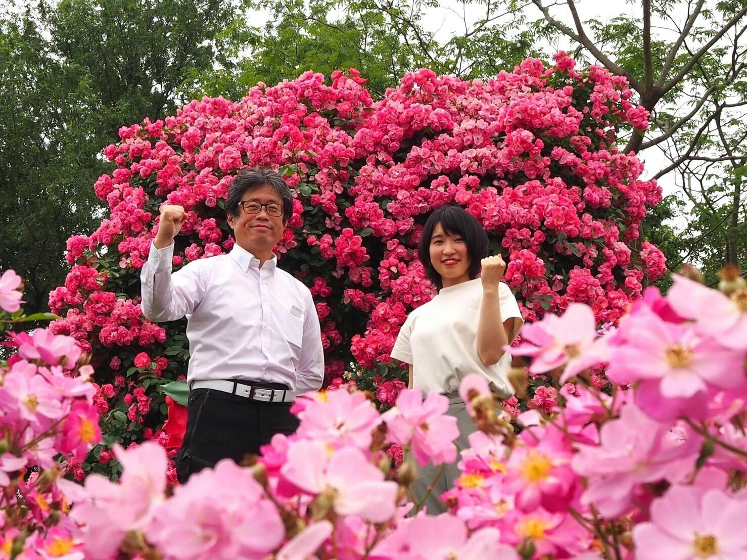 八千代市 セール バラ 香水