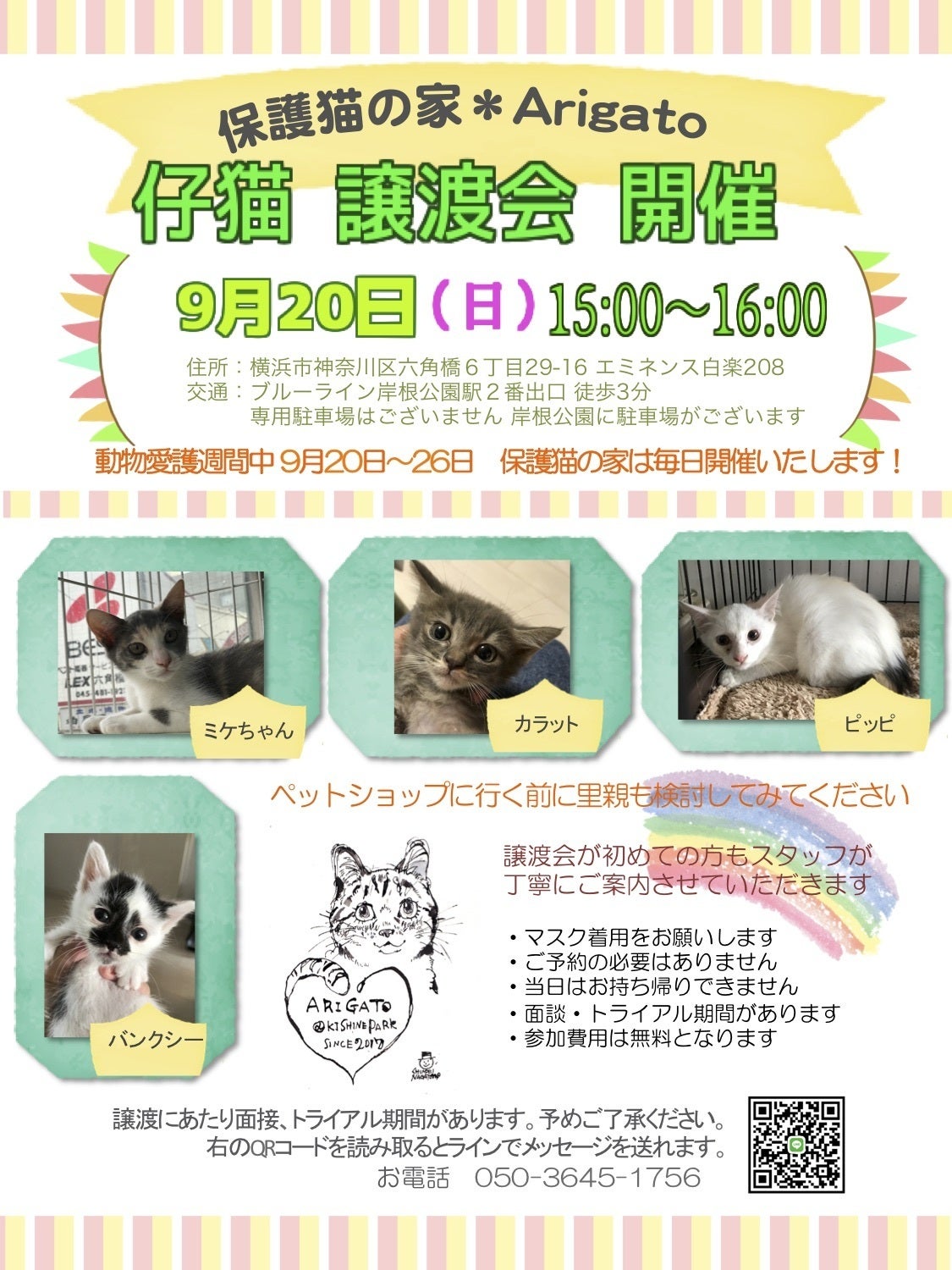 横浜で猫の譲渡会を探すなら