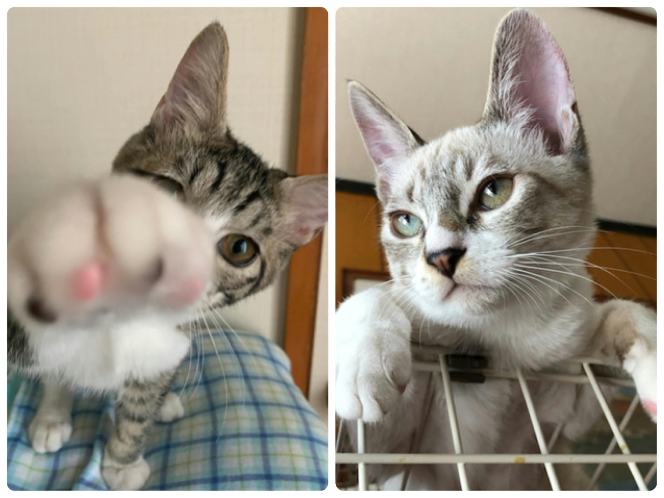ボクたちもっと生きたいよ 病気や怪我の5匹の子猫ちゃんを助けてください アクティビティ Campfire キャンプファイヤー ボクたちもっと生きたいよ 病気や怪我の5匹の子猫ちゃんを助けてください アクティビティ Campfire キャンプファイヤー