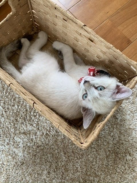 保護猫兄弟のとうふを猫伝染性腹膜炎 Fip から救いたい ご協力お願いしますアクティビティ Campfire キャンプファイヤー 保護猫兄弟のとうふを猫伝染性腹膜炎 Fip から救いたい ご協力お願いしますアクティビティ Campfire キャンプファイヤー