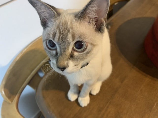 保護猫兄弟のとうふを猫伝染性腹膜炎 Fip から救いたい ご協力お願いしますアクティビティ Campfire キャンプファイヤー 保護猫兄弟のとうふを猫伝染性腹膜炎 Fip から救いたい ご協力お願いしますアクティビティ Campfire キャンプファイヤー