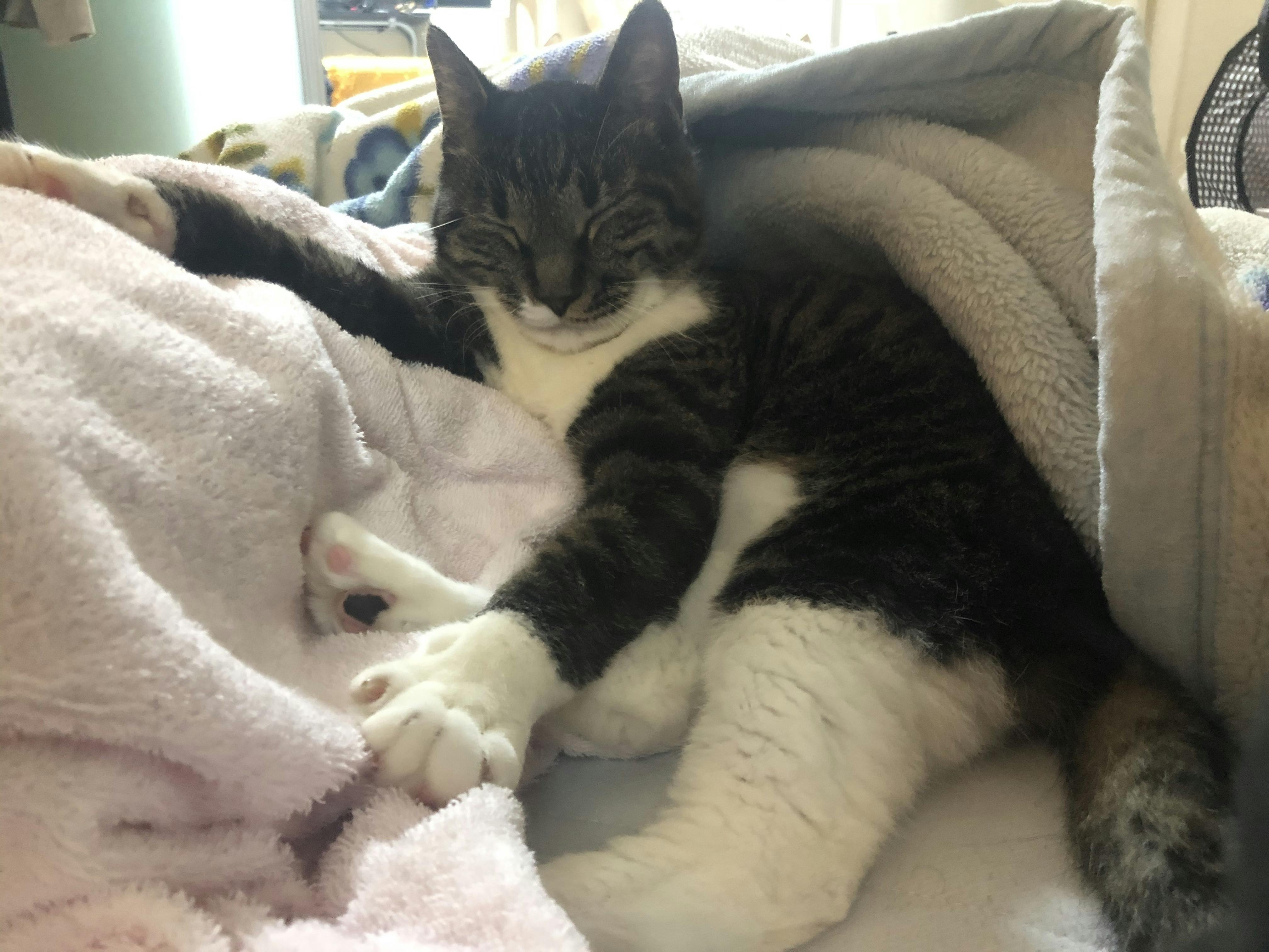 目標達成の御礼、お詫びと今後の事を少し。＋９月２６日のアモルと 