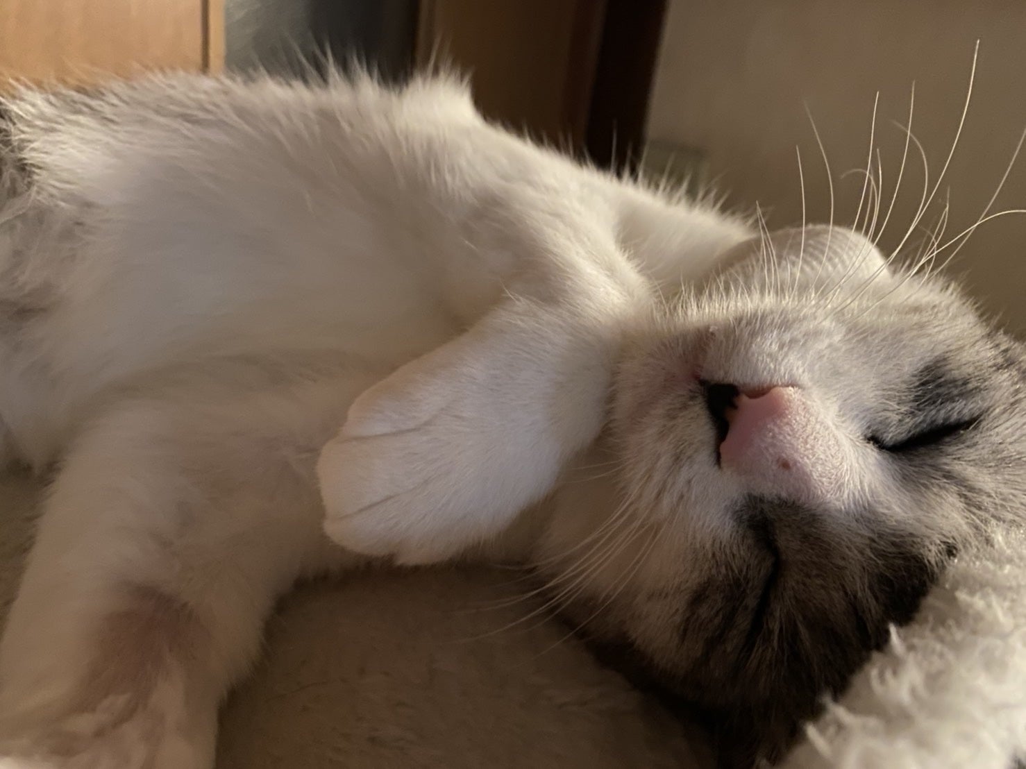 どうか助けて下さい】愛猫うずらの猫伝染性腹膜炎(FIP)の治療費ご