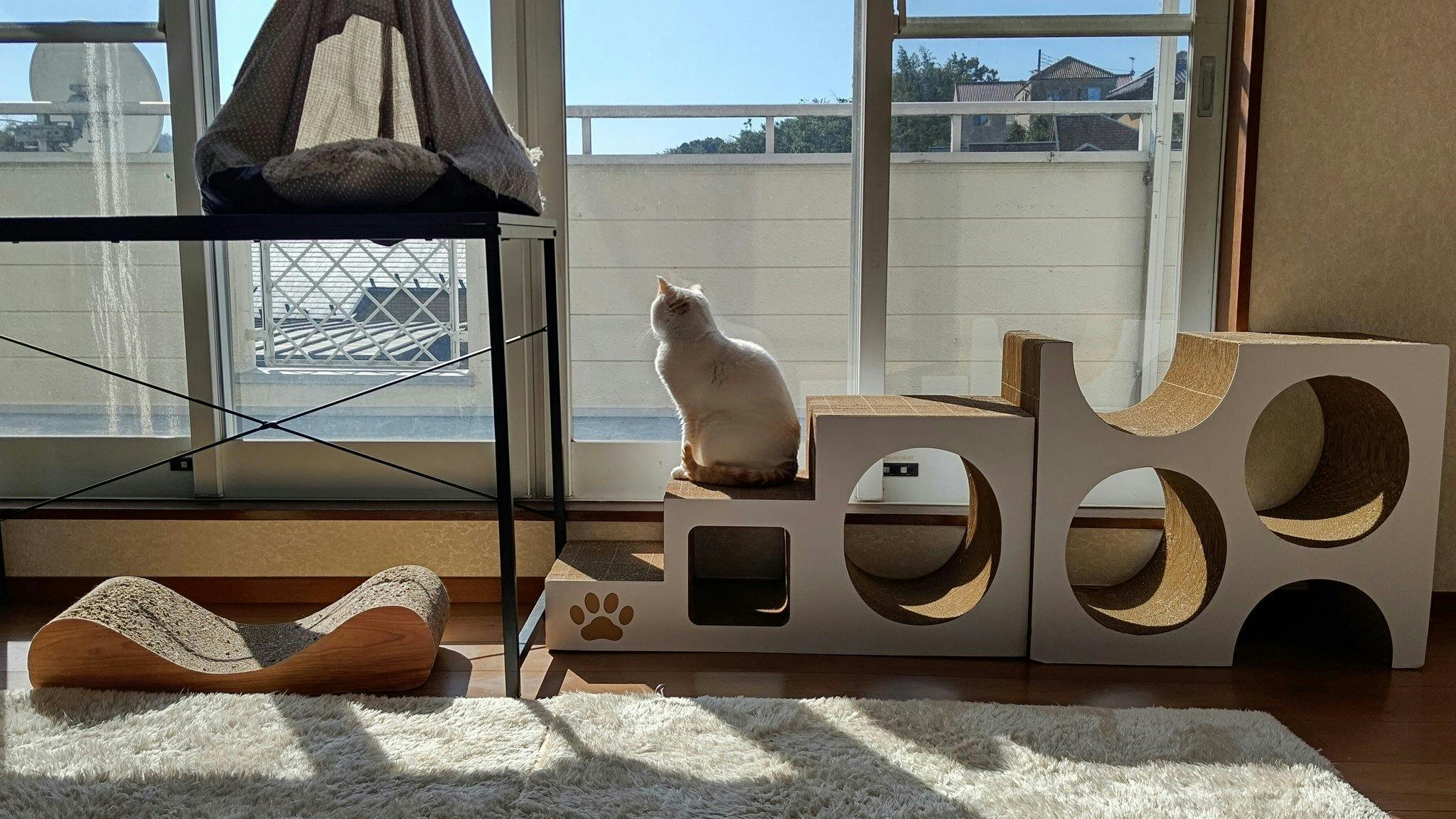 猫部屋リフォーム 3日目 販売 Goodmorning By Campfire