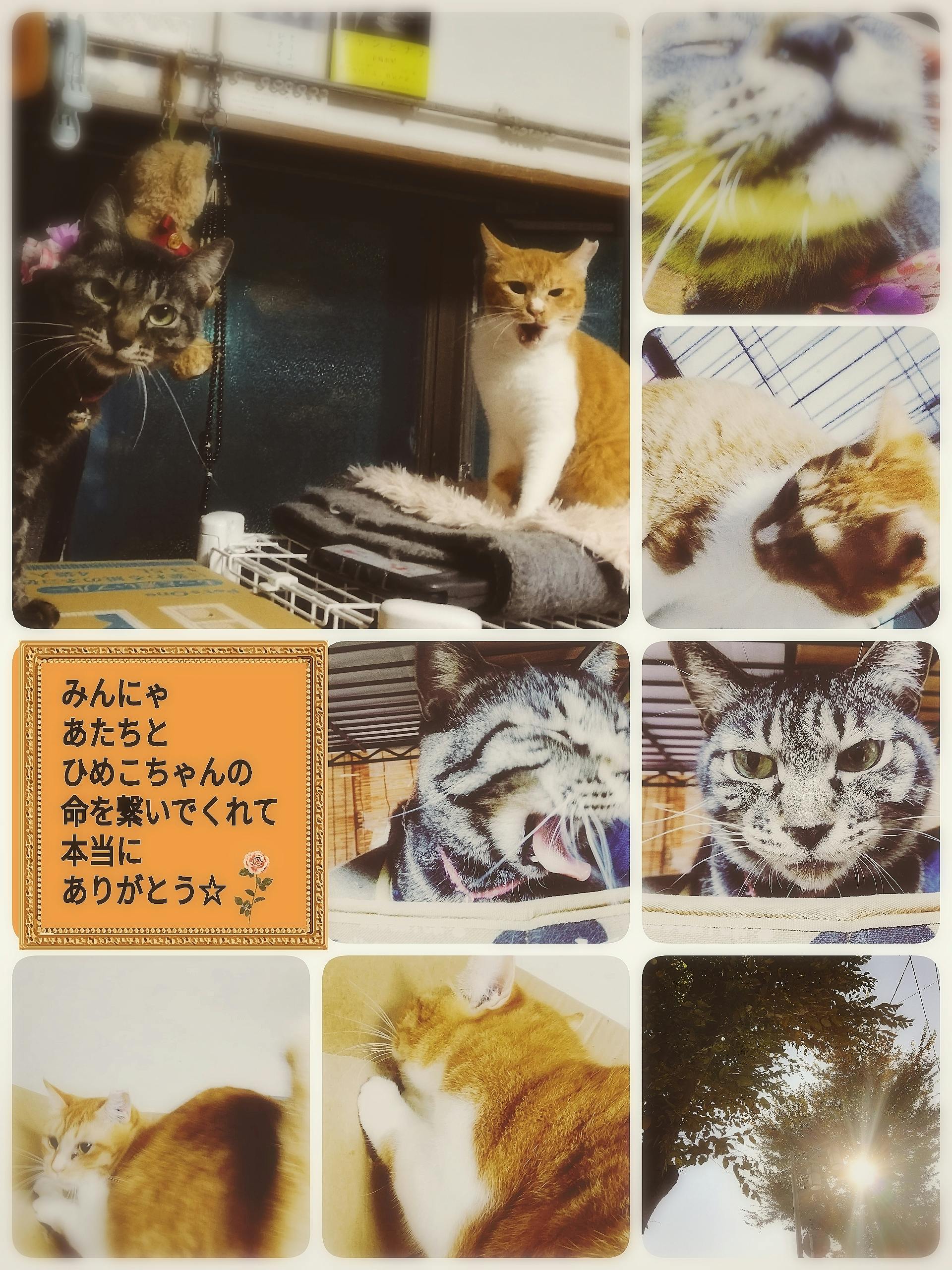 今日は しらこからのメッセージ ゚ ゚ Campfire キャンプファイヤー 今日は しらこからのメッセージ ゚ ゚ Campfire キャンプファイヤー