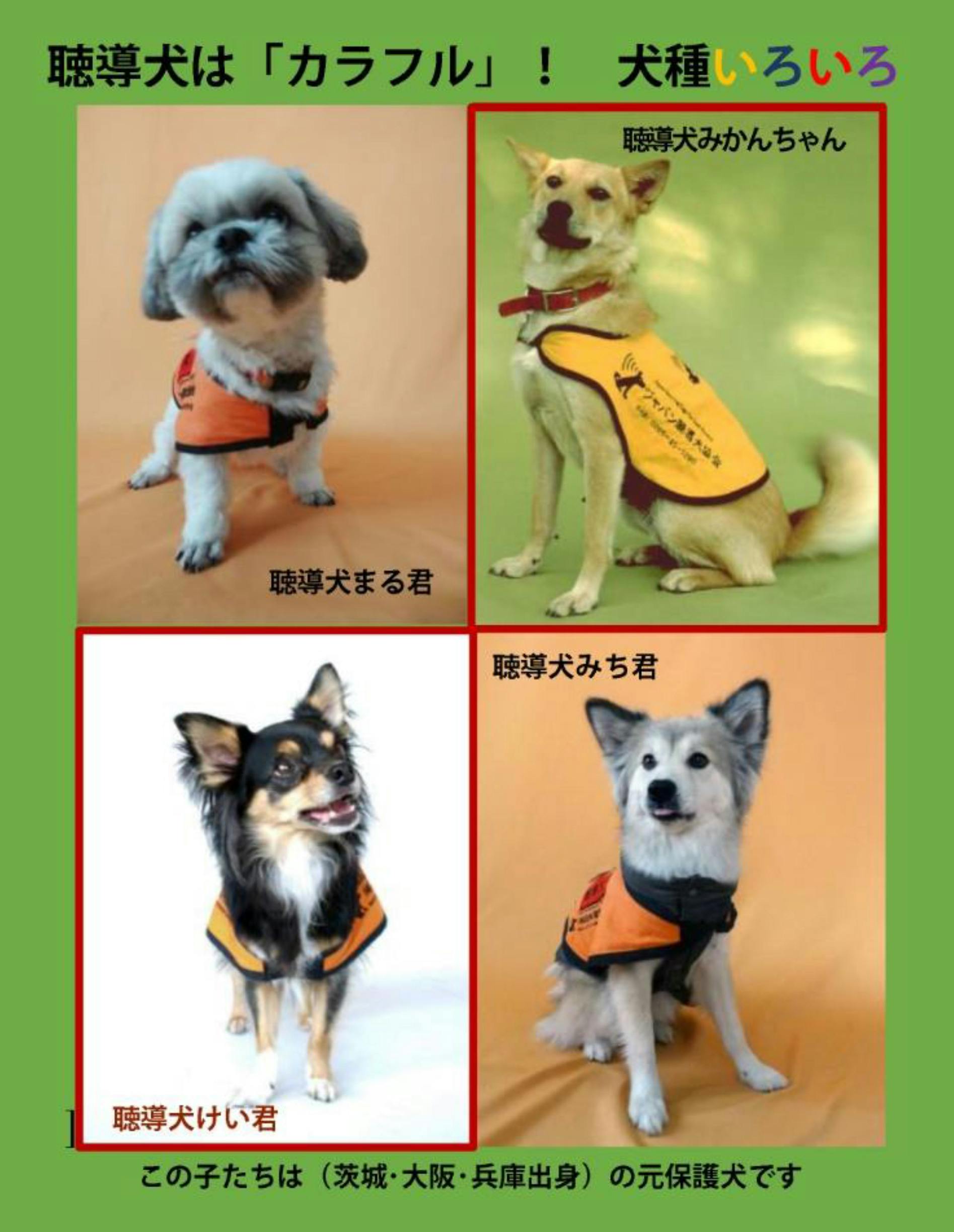 犬 大阪 保護