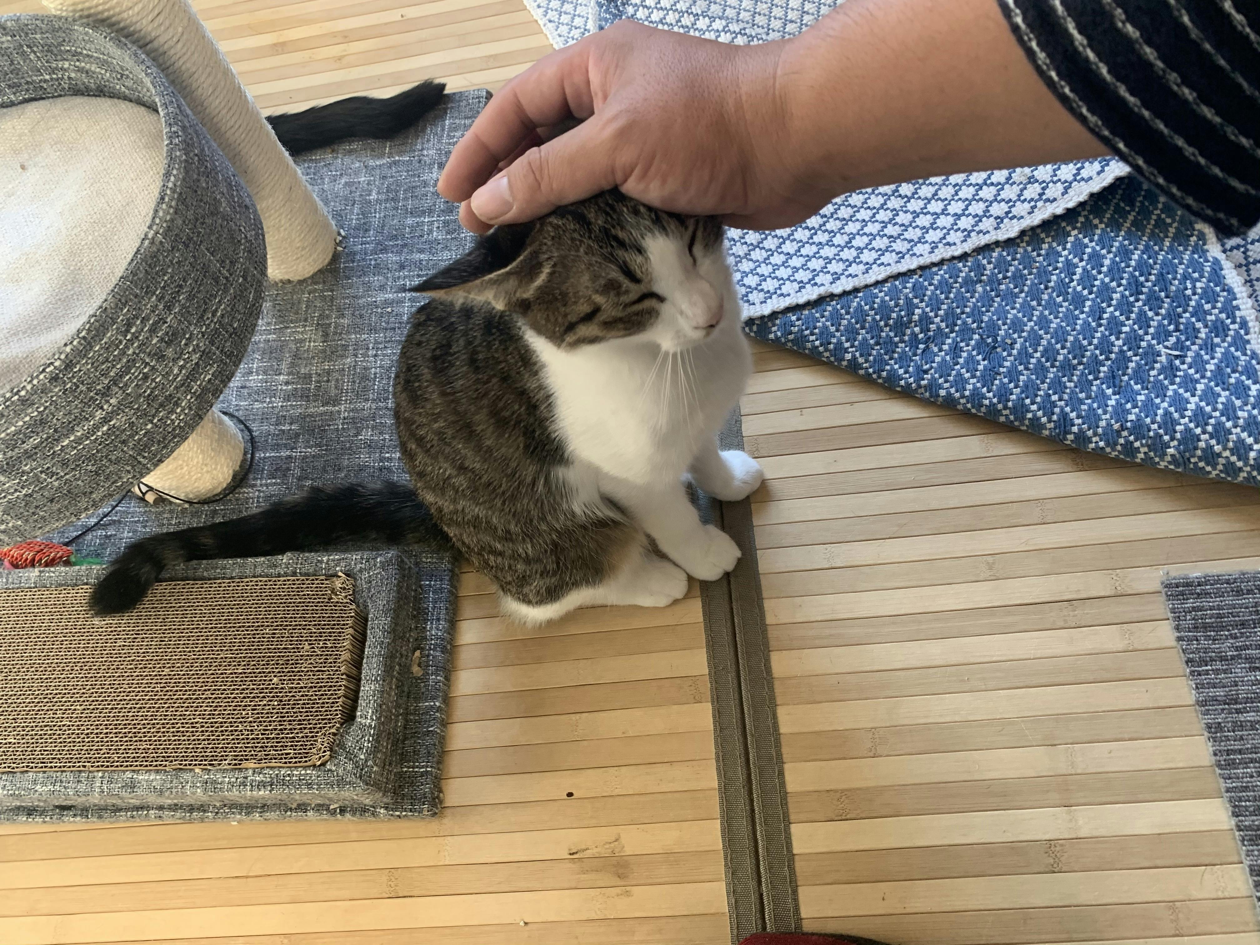 お母さん猫と3匹の子猫達 を保護して里親を探してあげたいアクティビティ Campfire キャンプファイヤー お母さん猫と3匹の子猫達 を保護して里親を探してあげたいアクティビティ Campfire キャンプファイヤー