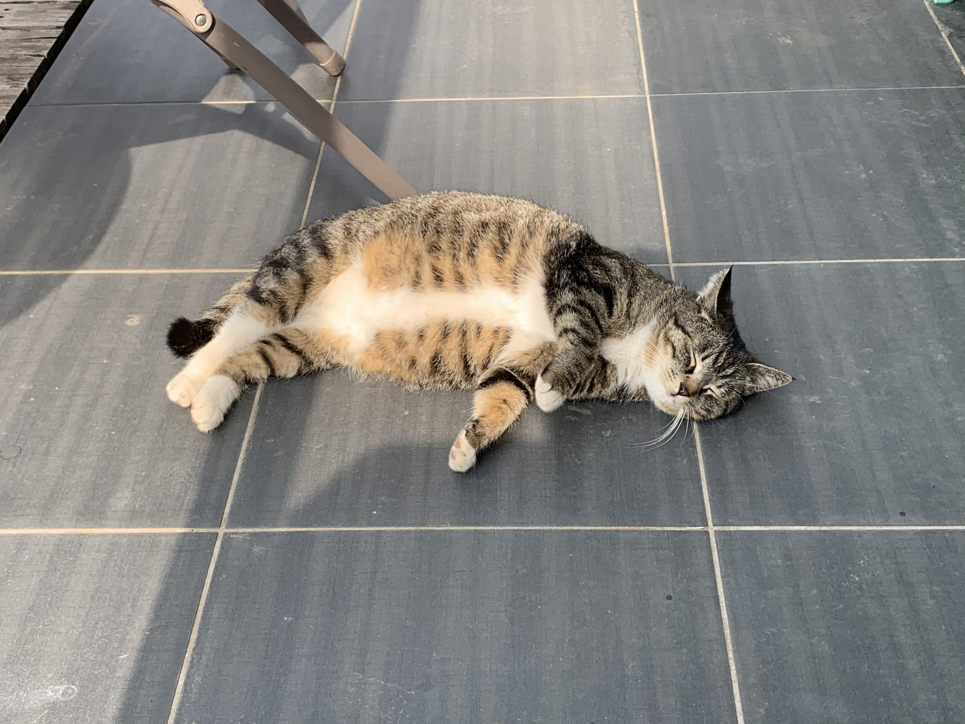 猫達を保護する前の写真 Campfire キャンプファイヤー