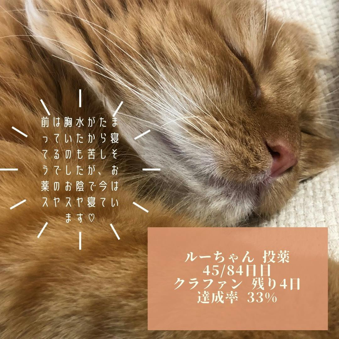 投薬 45 84 日目 Campfire キャンプファイヤー