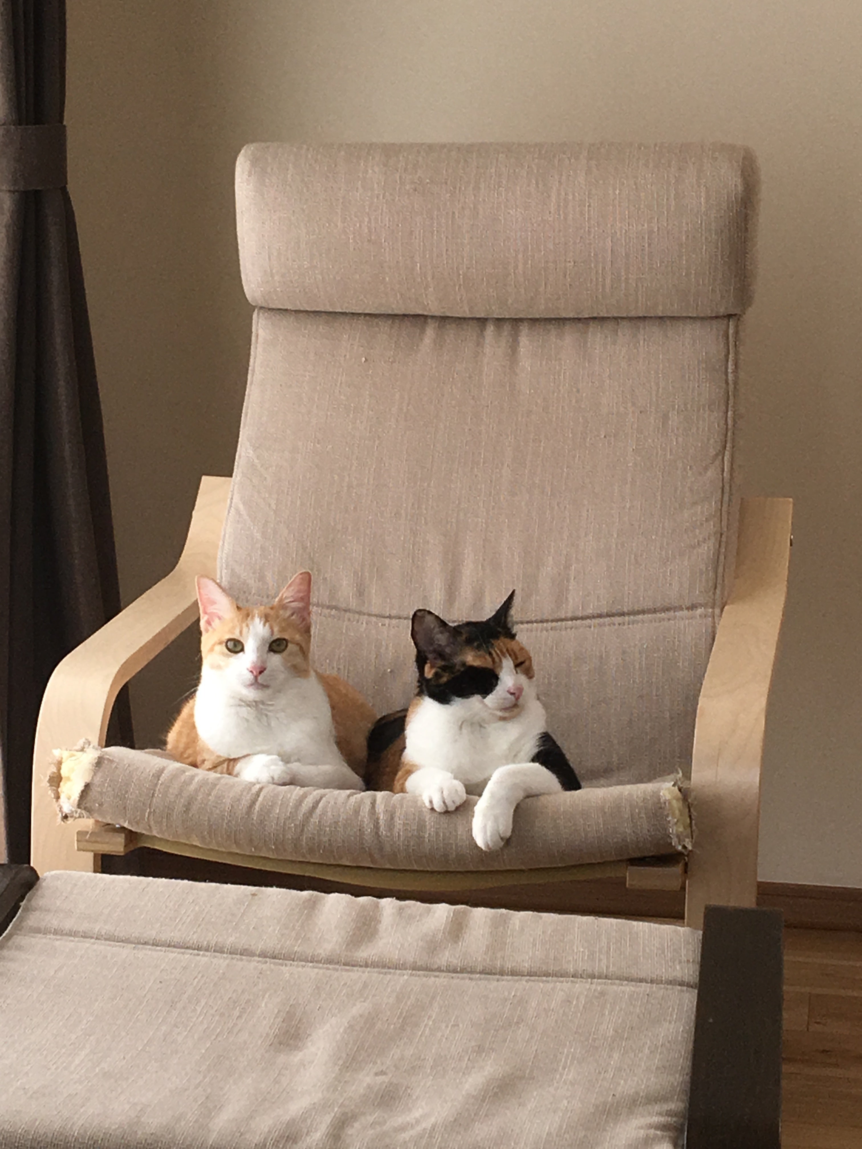 致死率約100％【FIP】を発症した愛猫かぎおの命を助けたい！ご支援 