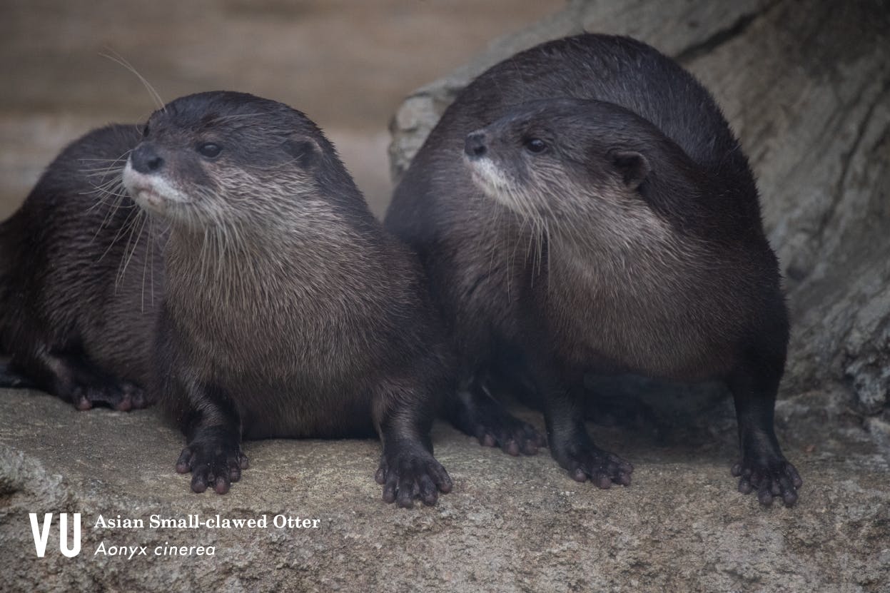 動物の物語 Snsで話題のカワウソたち Campfire キャンプファイヤー