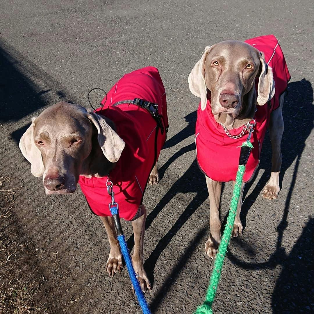 犬のお洋服 ᐡ ᐡ Campfire キャンプファイヤー