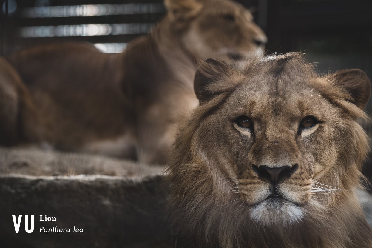 豊橋発 子どもたちの未来を考える読み聞かせ写真集 豊橋絶滅動物園 を作りたい アクティビティ Campfire キャンプファイヤー