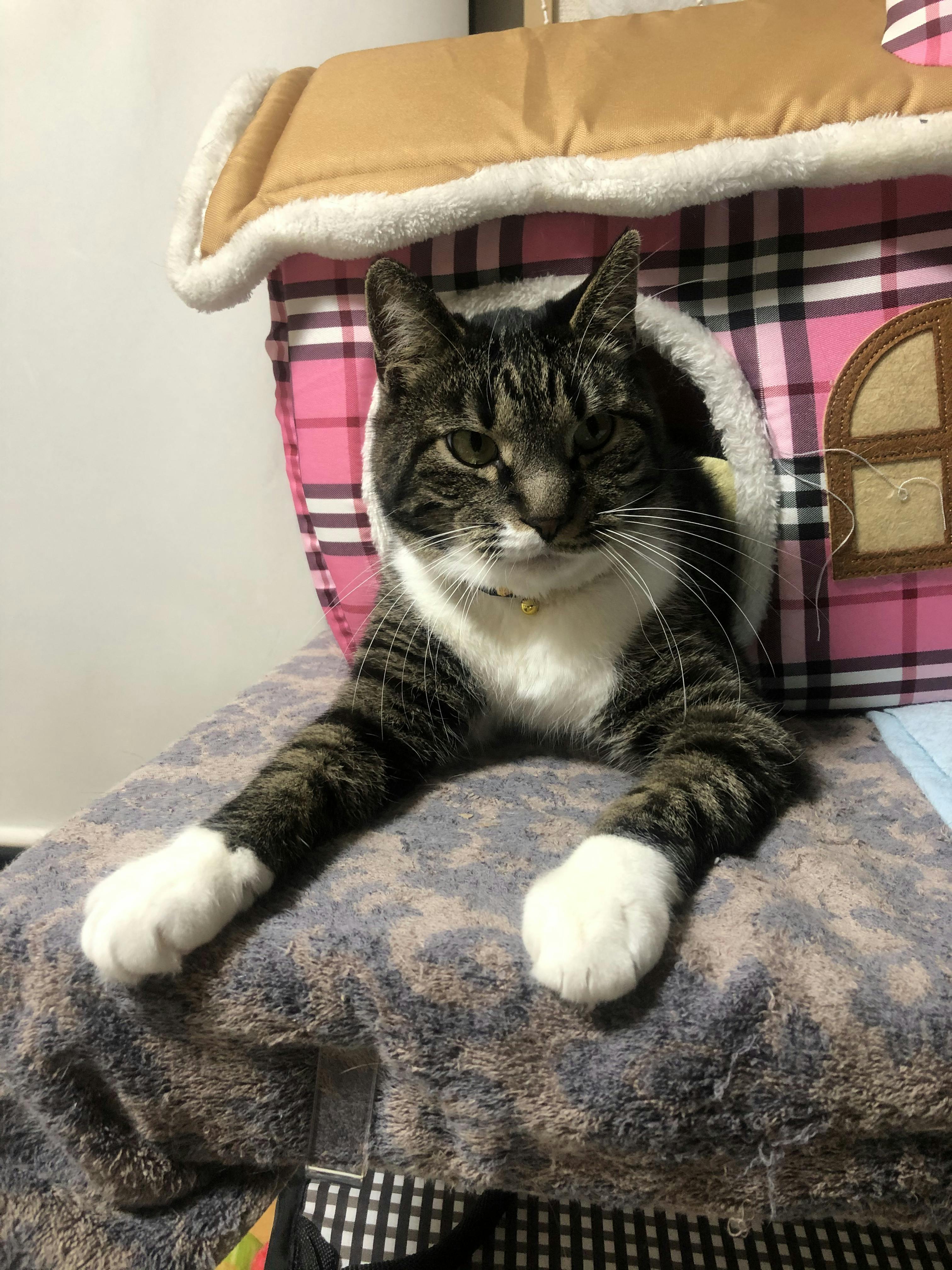 虐待 火をかけられた猫 足が折れても1週間放置された猫の治療費のご支援を Campfire キャンプファイヤー 虐待 火をかけられた猫 足が折れても1週間放置された猫の治療費のご支援を Campfire キャンプファイヤー
