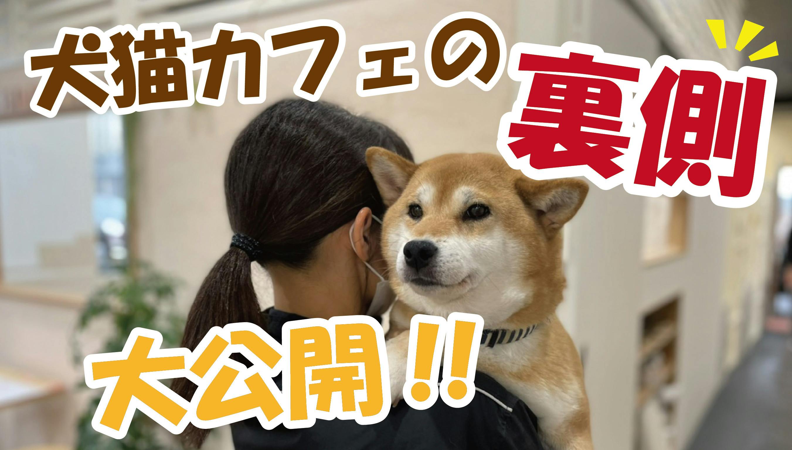 旧 ペットンカフェ コロナに負けたくない 犬猫カフェ 月と太陽 存続の危機 Campfire キャンプファイヤー