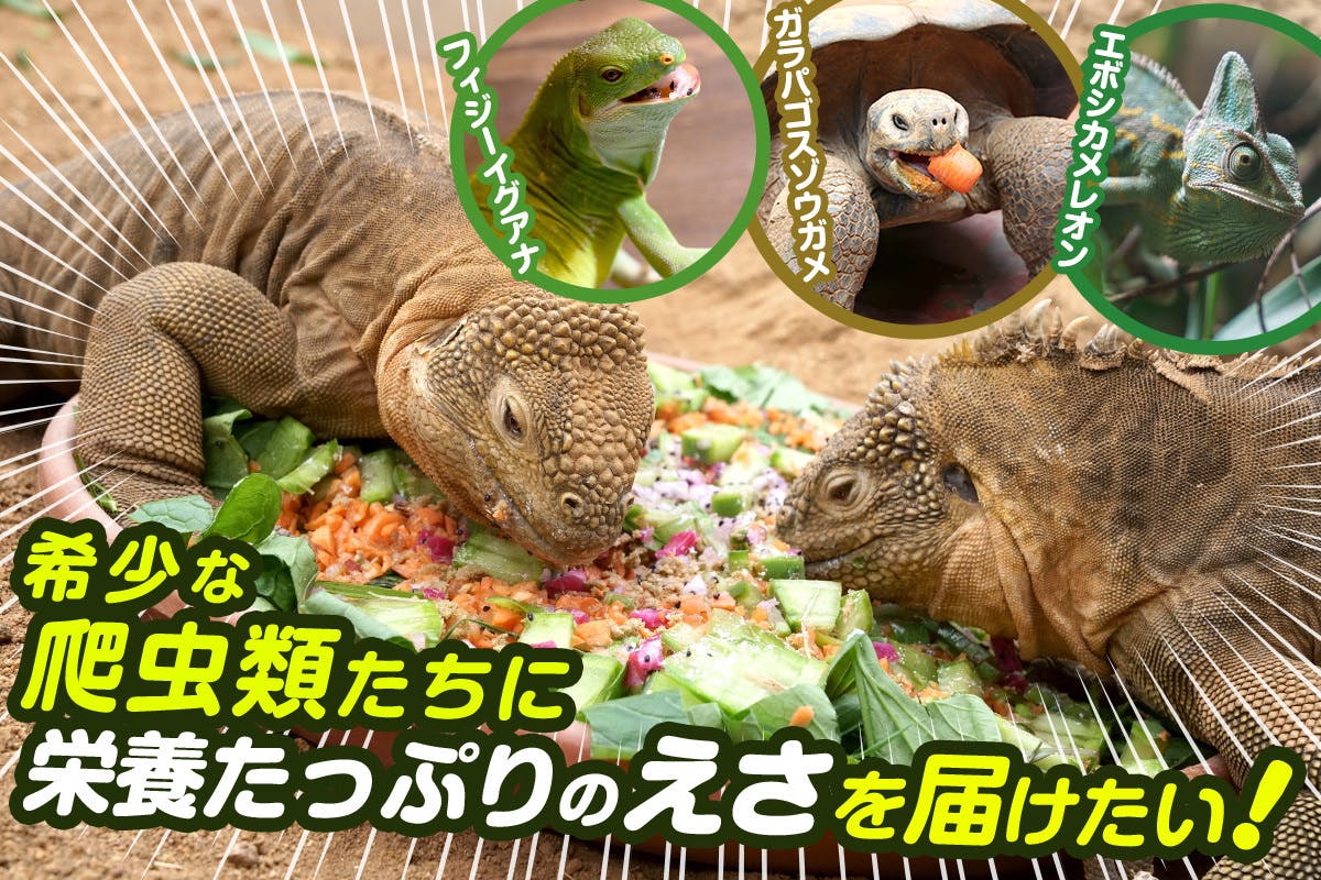 希少な爬虫類を守りたい！コロナで大打撃の爬虫類専門動物園iZoo