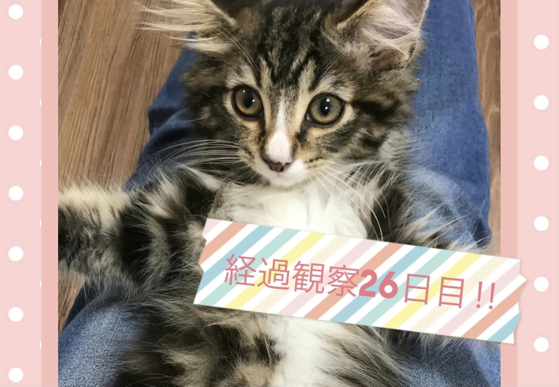 希望をくれたノルンを助けたい】FIP（猫伝染性腹膜炎）治療ご支援の 