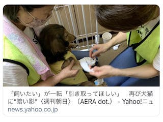 飼いたい が一転 引き取ってほしい 再び犬猫に 暗い影 週刊朝日 Goodmorning By Campfire 飼いたい が一転 引き取ってほしい 再び犬猫に 暗い影 週刊朝日 Goodmorning By Campfire