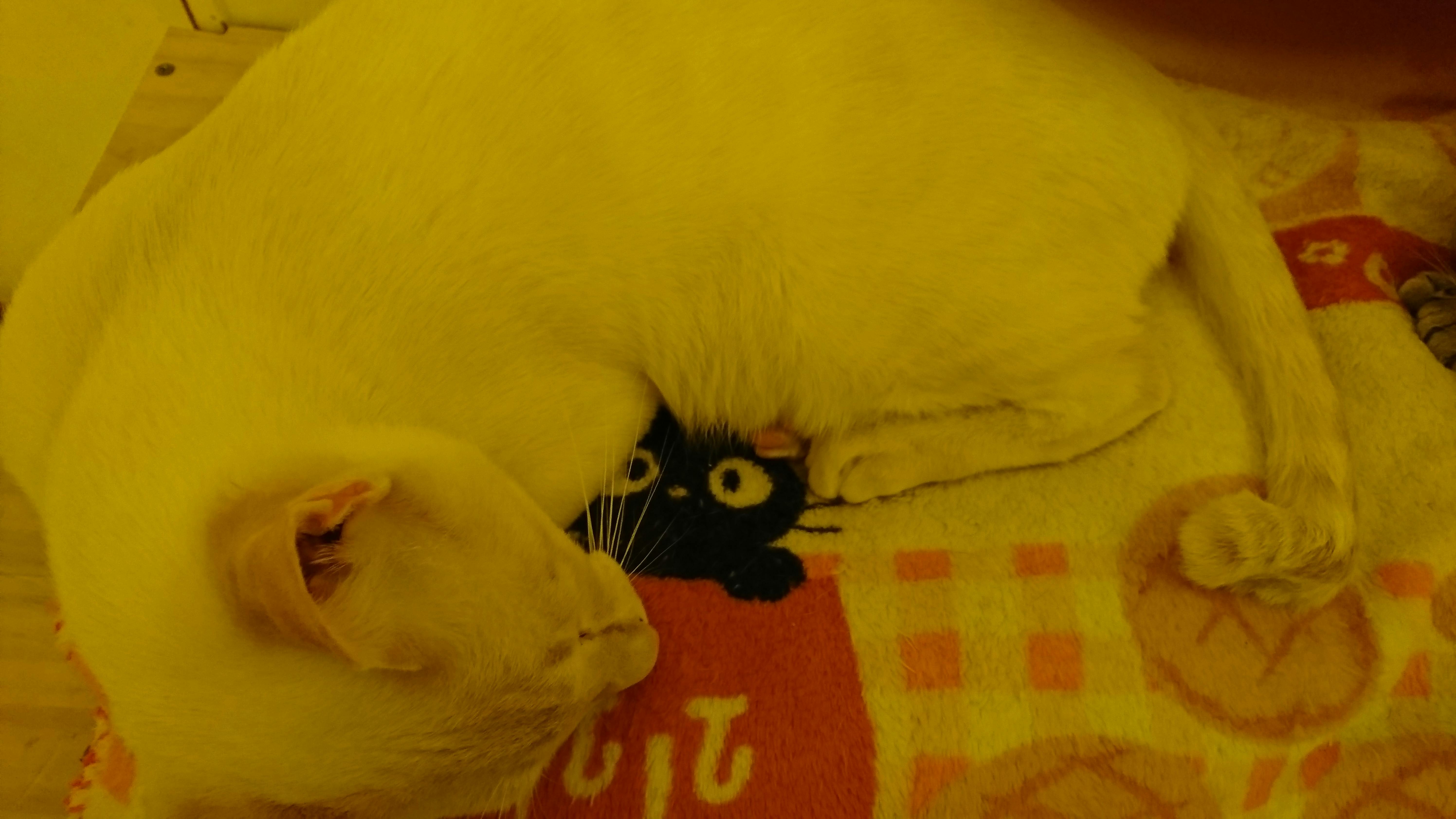 ジンクス Campfire キャンプファイヤー