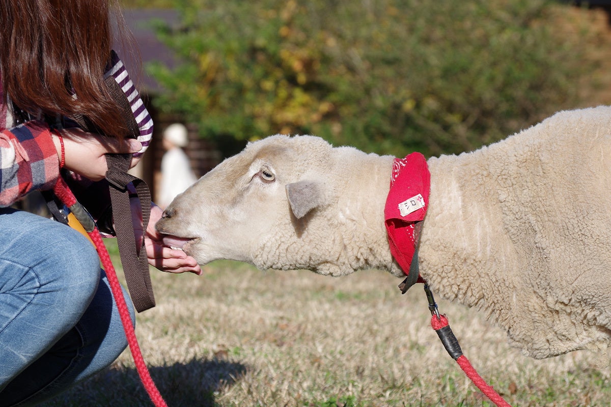 リターンについて 伊香保グリーン牧場 Campfire キャンプファイヤー