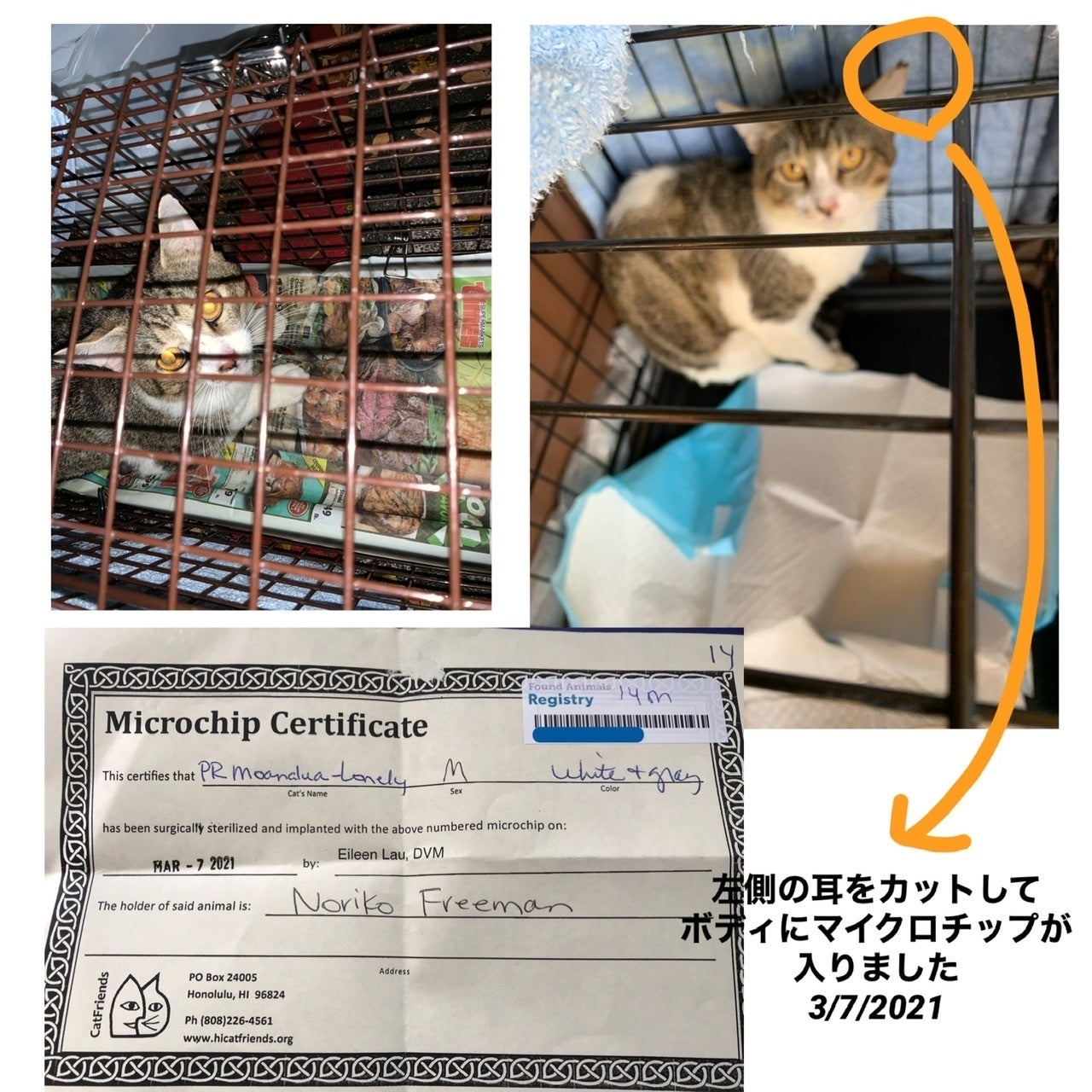 3 6 21 猫の捕獲 Trap のご報告です Campfireコミュニティ