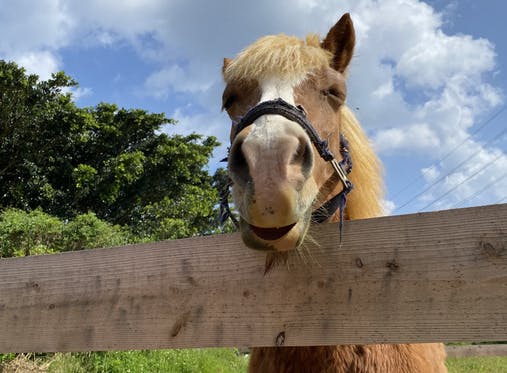 オープンから10日…馬たちの日常 CAMPFIREコミュニティ