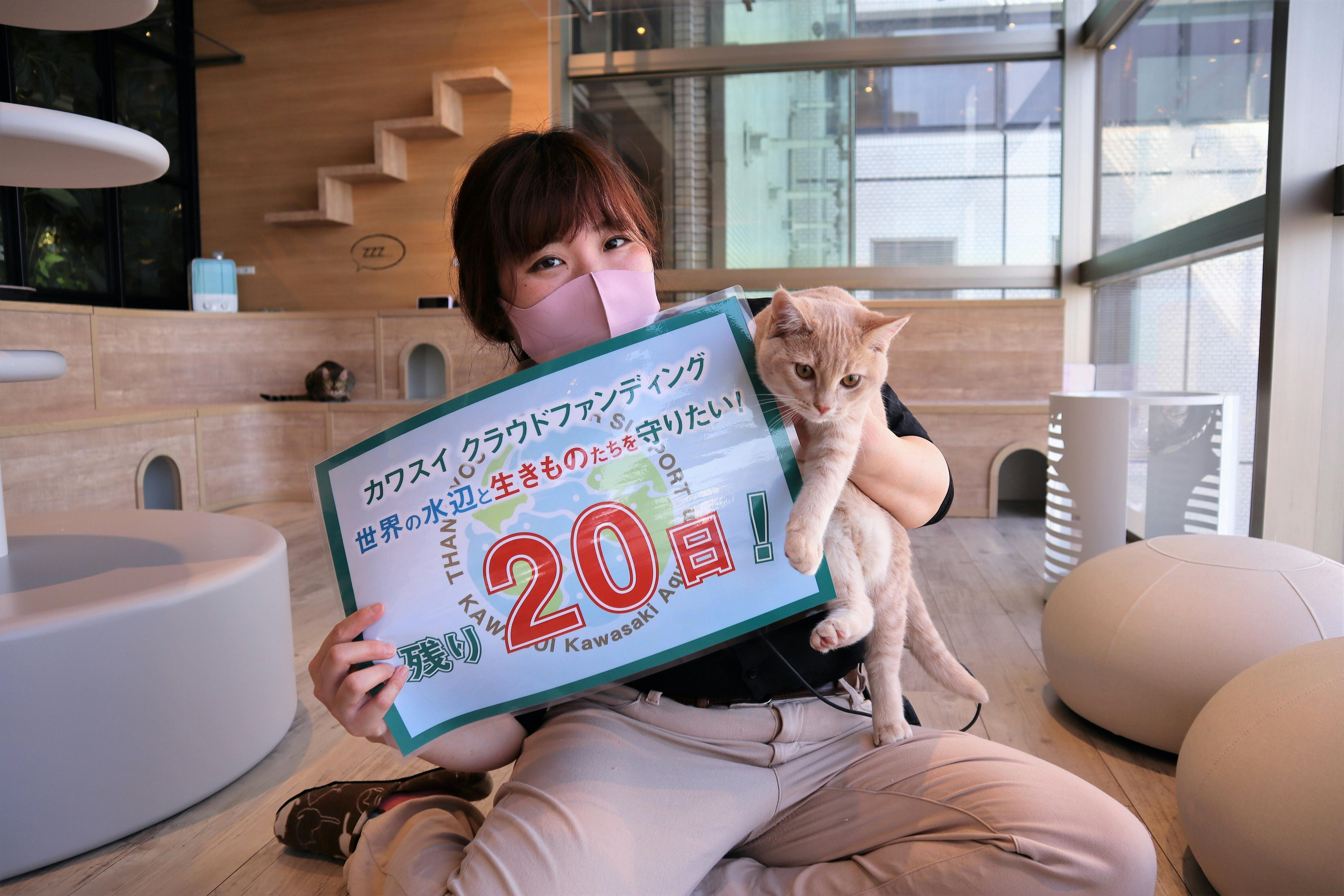 残り20日】ソラネコカフェよりネコ紹介＆リターン詳細 - CAMPFIRE