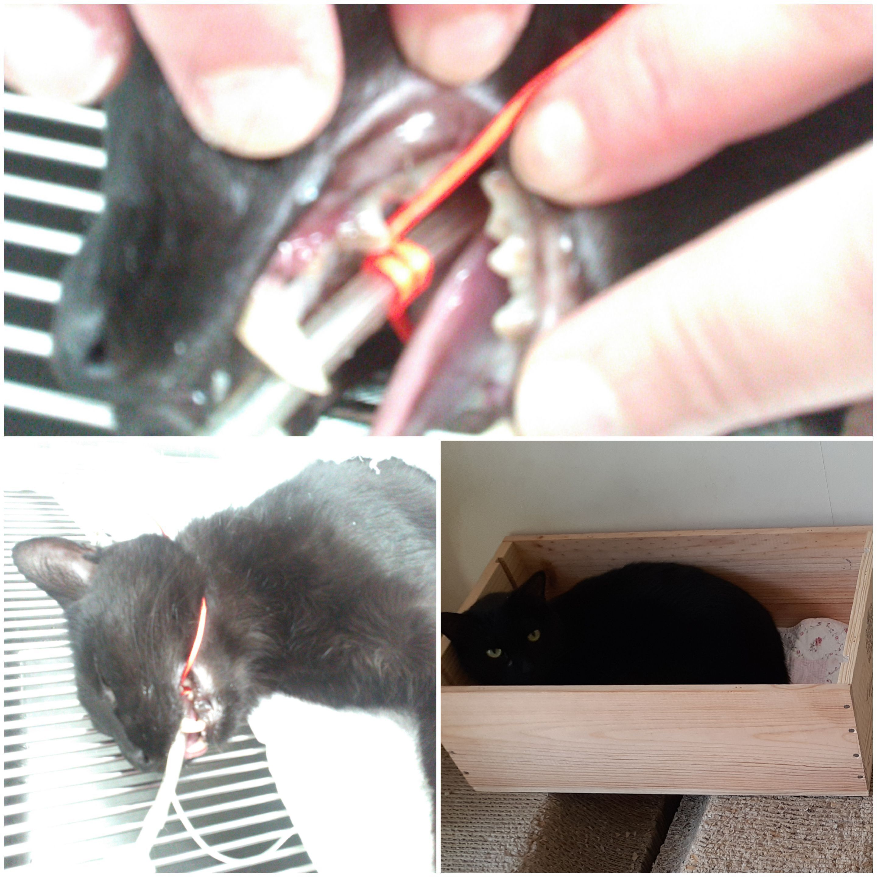 保護猫及び地域猫の抜歯及び歯石除去費用のご支援のお願い - CAMPFIRE