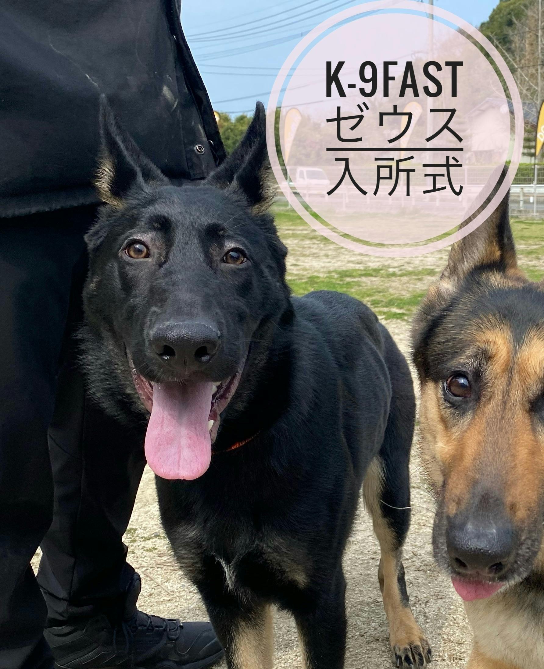 警察犬候補生ゼウス育成プロジェクト Campfire キャンプファイヤー