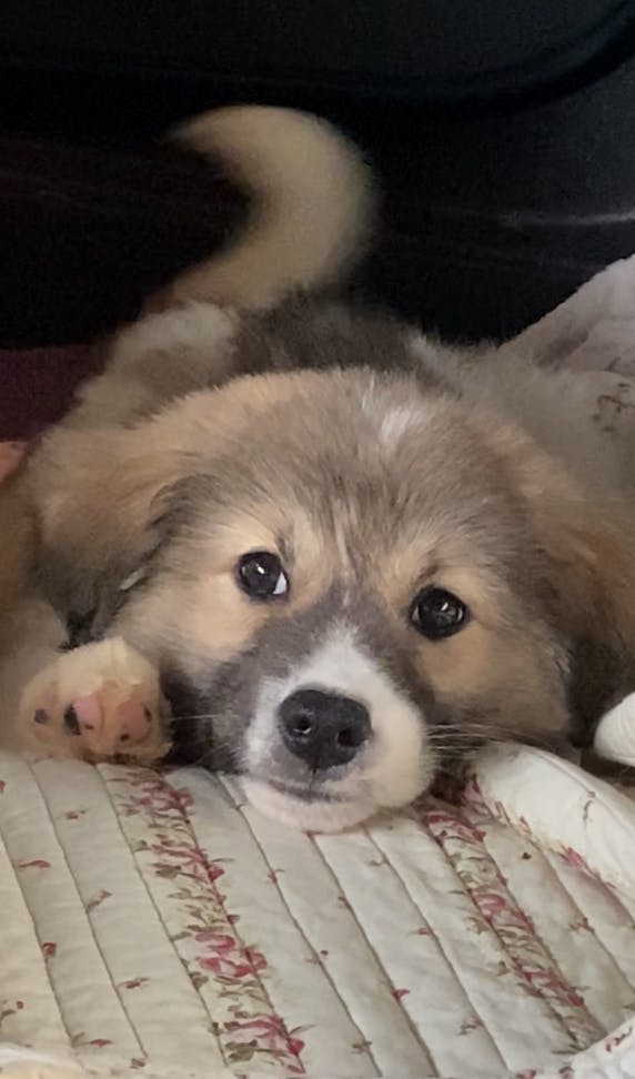 活動報告 子犬ちゃん９兄弟 全員決定 Campfire キャンプファイヤー