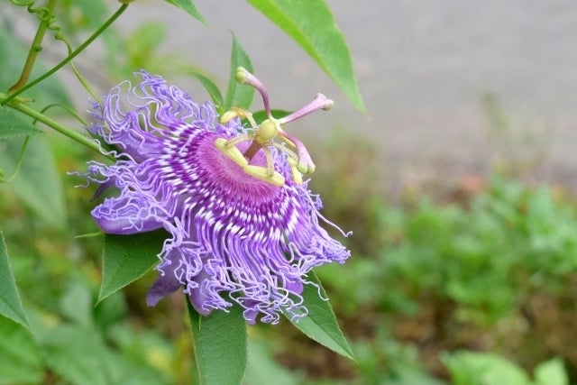 体のリズムを整えてくれるパッションフラワー Campfire キャンプファイヤー